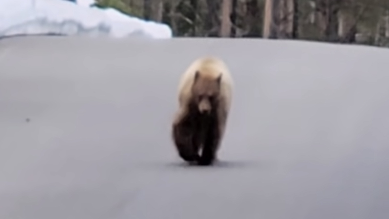 Screenshot bear teton