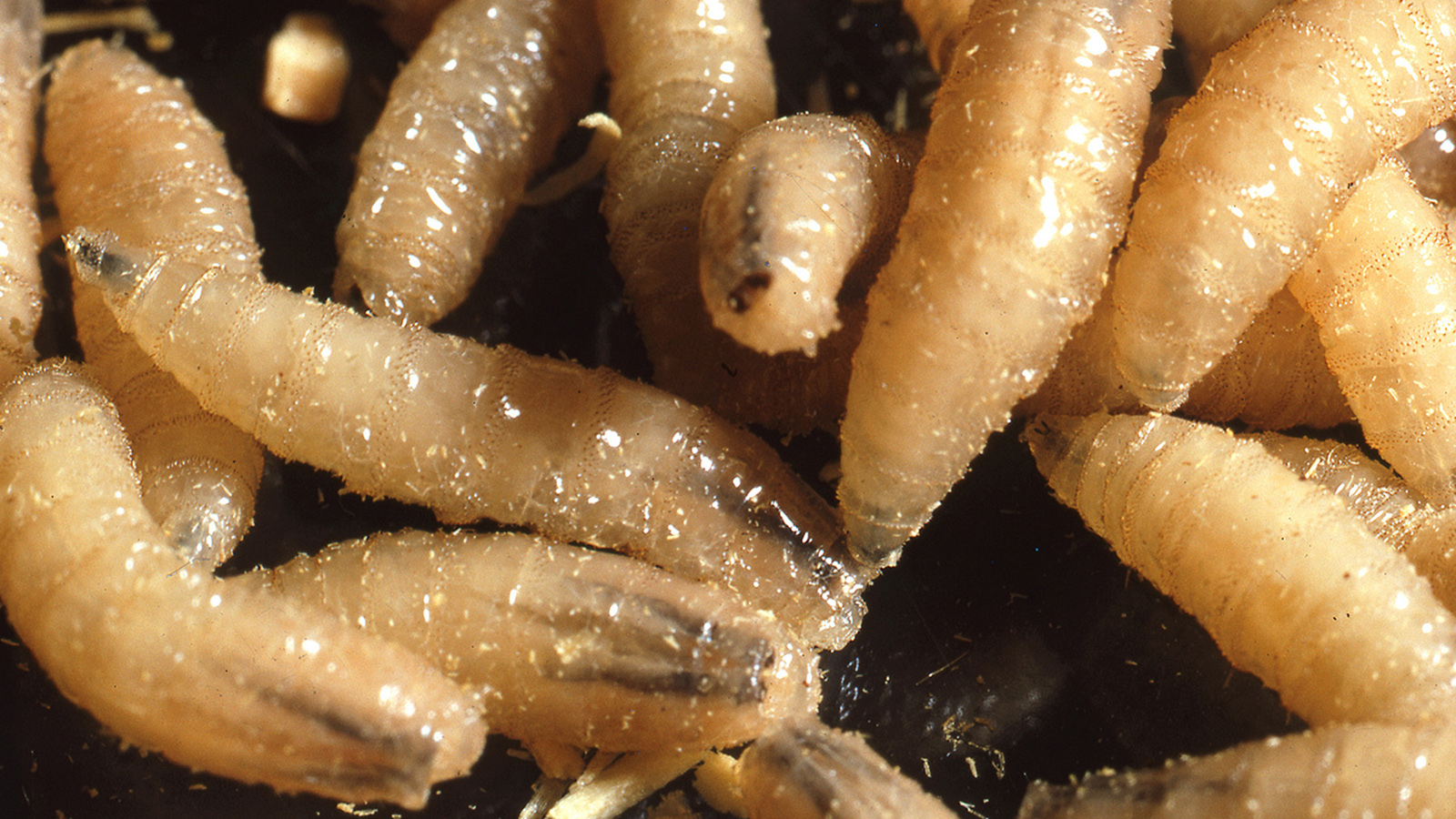 60 Years Ago, Wyoming Vet Helped Eradicate Devastating Flesh-Eating ...