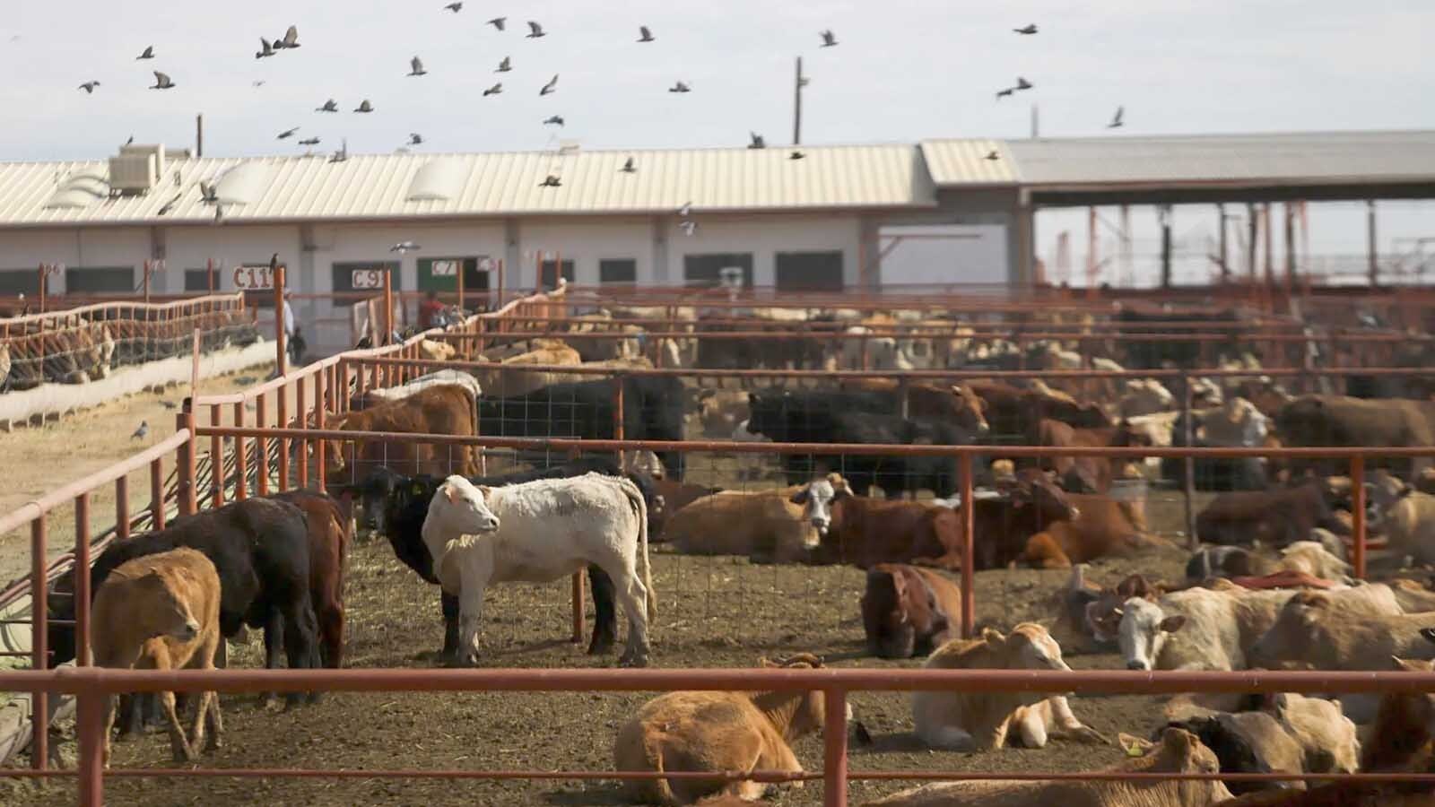 Cattle are detained in the pens of the Chihuahua Regional Livestock Union at the Jeronimo-Santa Teresa border crossing in Ciudad Juarez, Mexico, on Nov. 27, 2024. The United States stops imports of Mexican cattle due to the presence of screwworm. After a case of screwworm was identified in the town of Catazaja, in Chiapas, the United States chose to temporarily suspend imports of live Mexican cattle.