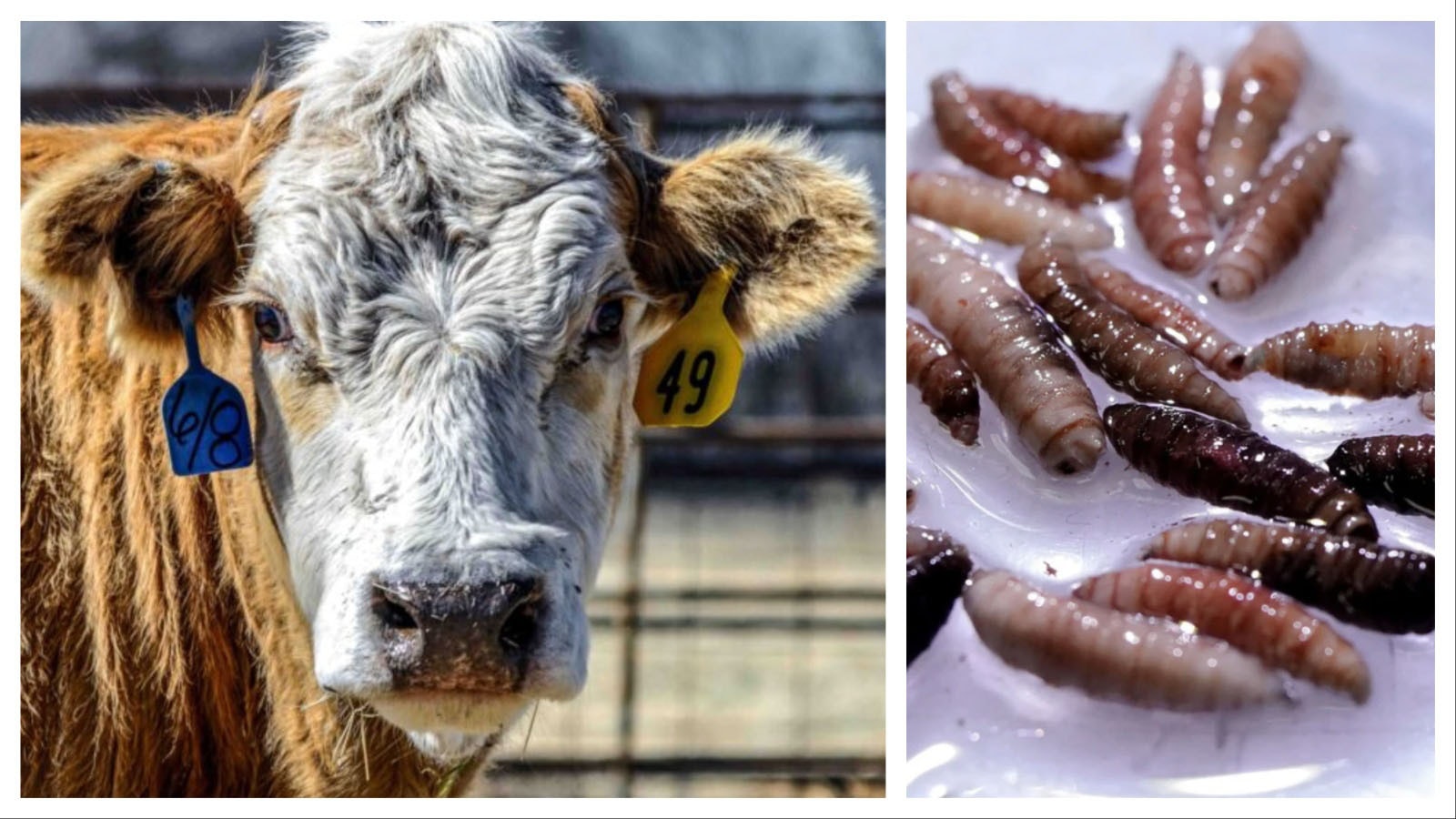 The nation’s first human case of screwworm was confirmed in Maryland on Sunday in a Central American traveler and it’s heightening vigilance among Wyoming ranchers. The flesh-eating parasite, which are known to infest cattle, could cost American ranchers billions if another outbreak occurs.