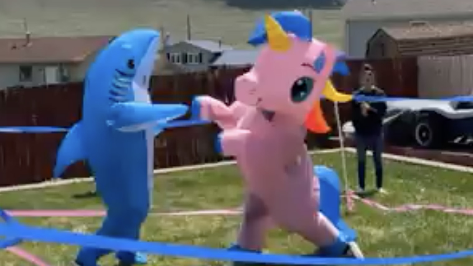 Shark vs unicorn