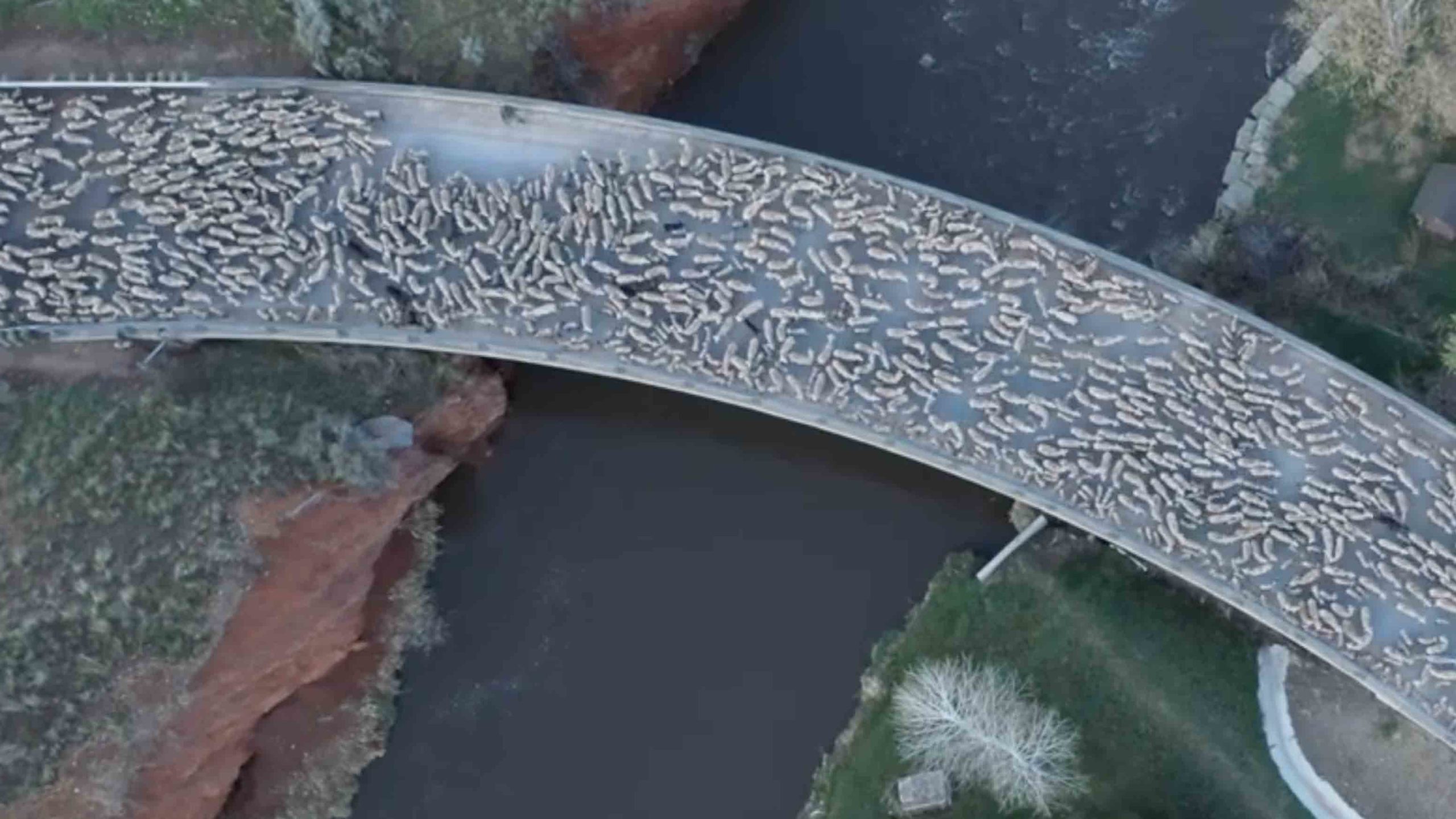 Sheep crossing scaled