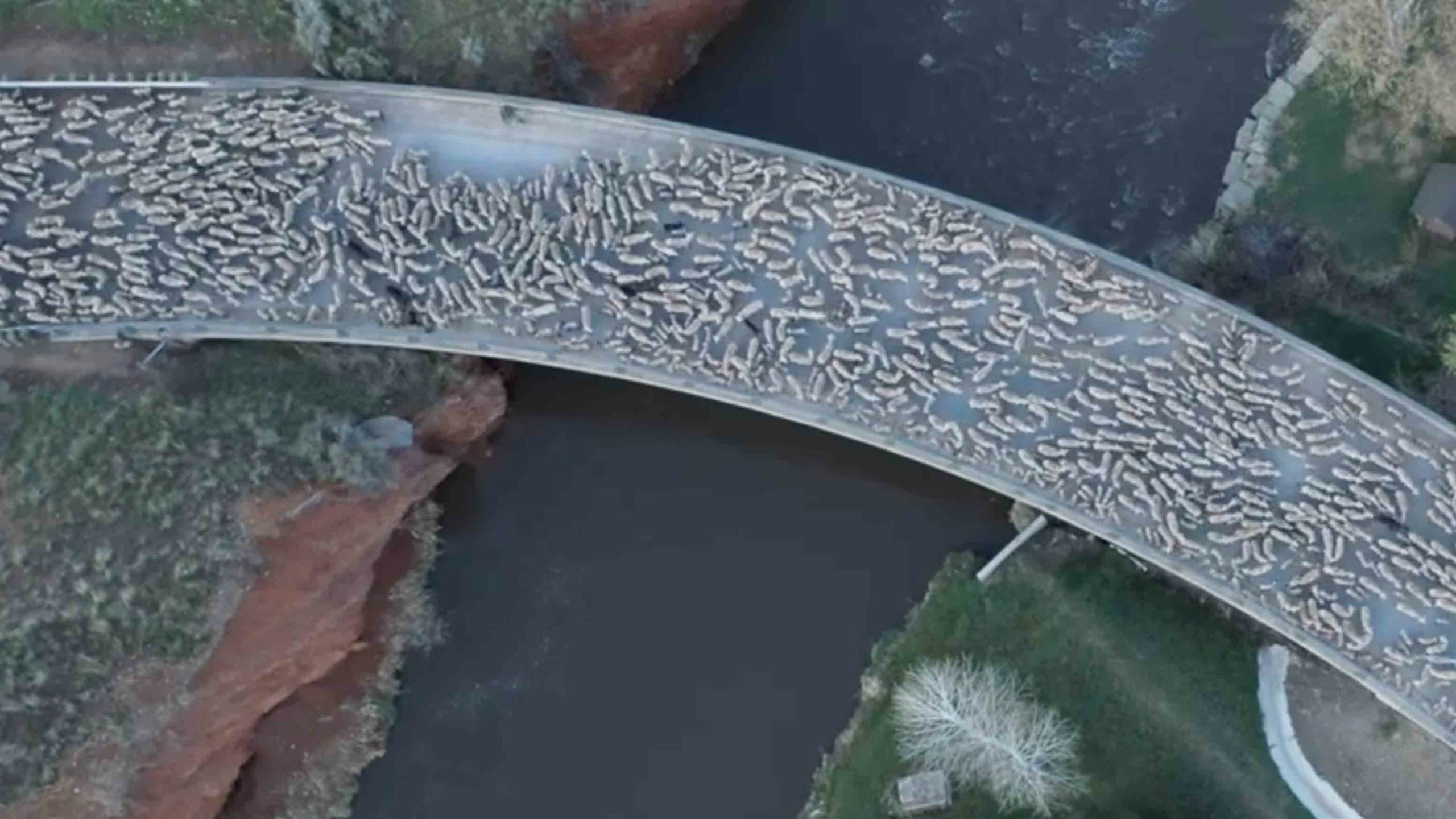 Sheep crossing scaled