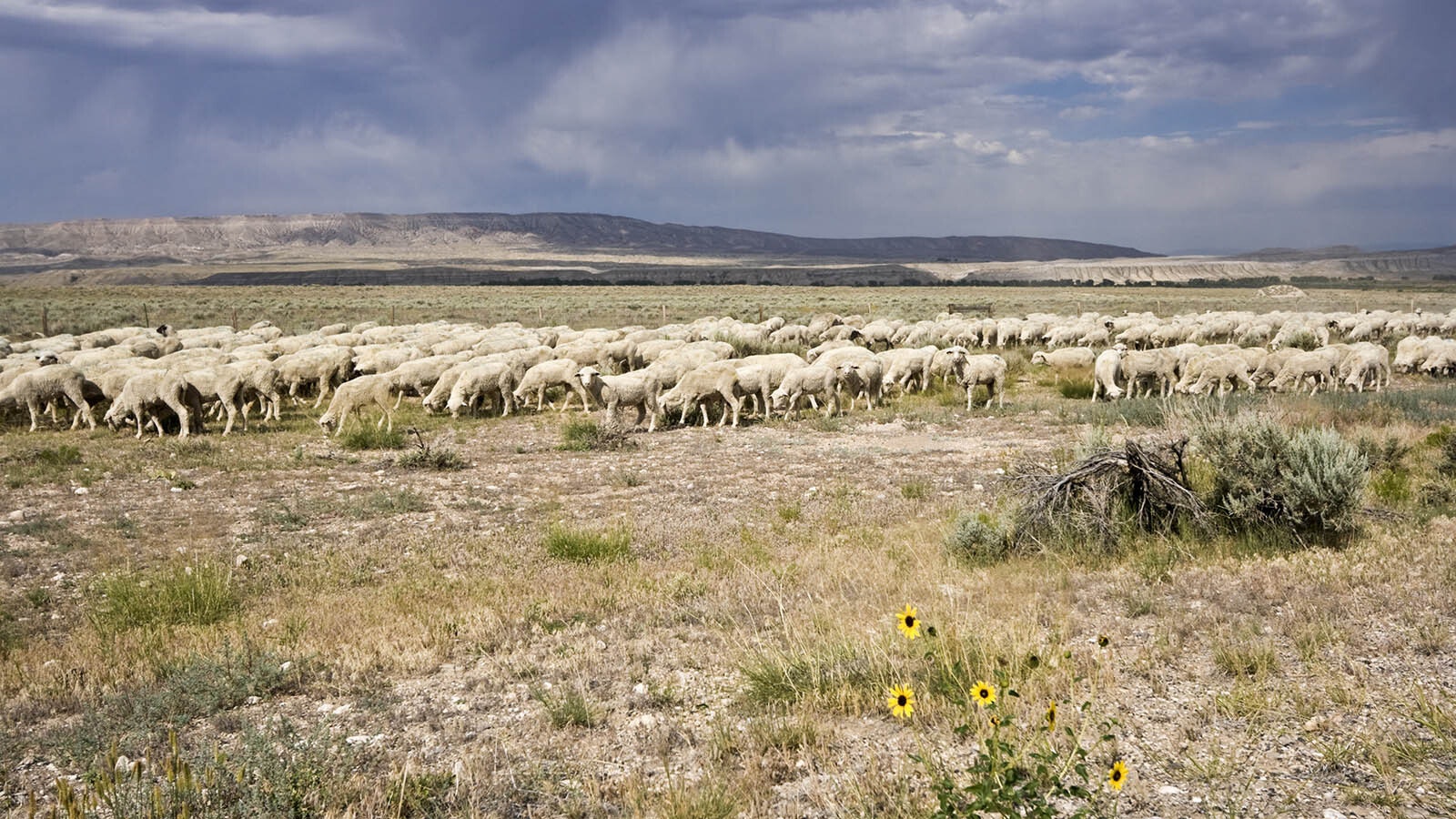 Sheep herd getty 4 9 24