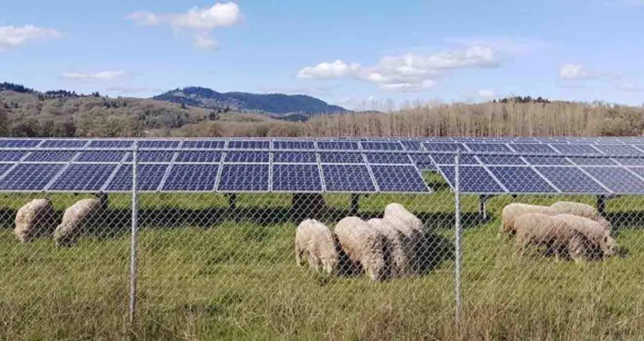 Sheep under solar panels