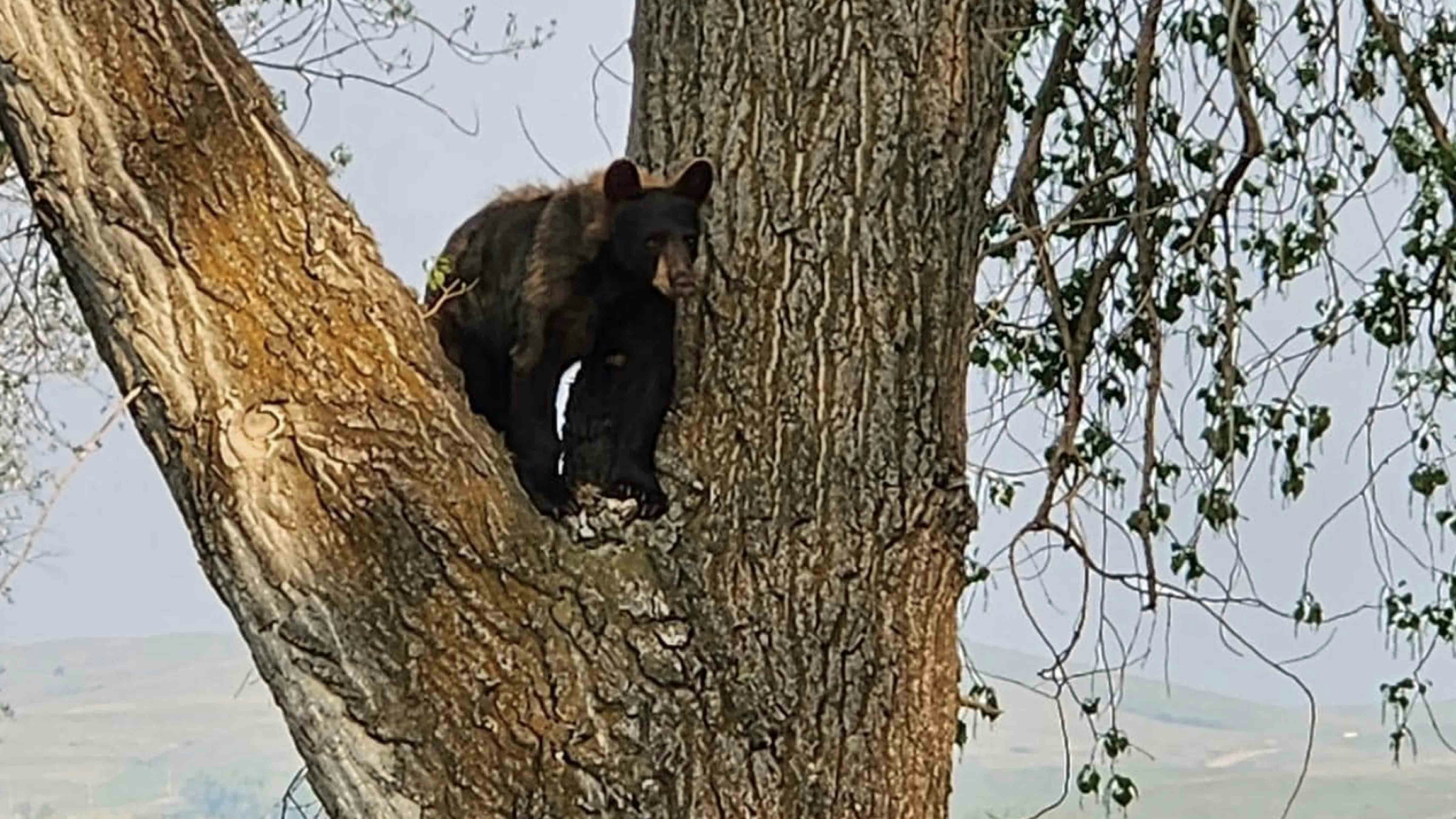 A 6-year-old black bear that came into Sheridan on Friday morning looking for food was destroyed by state Game and Fish officials after discovering it had been removed from the city and relocated once before.