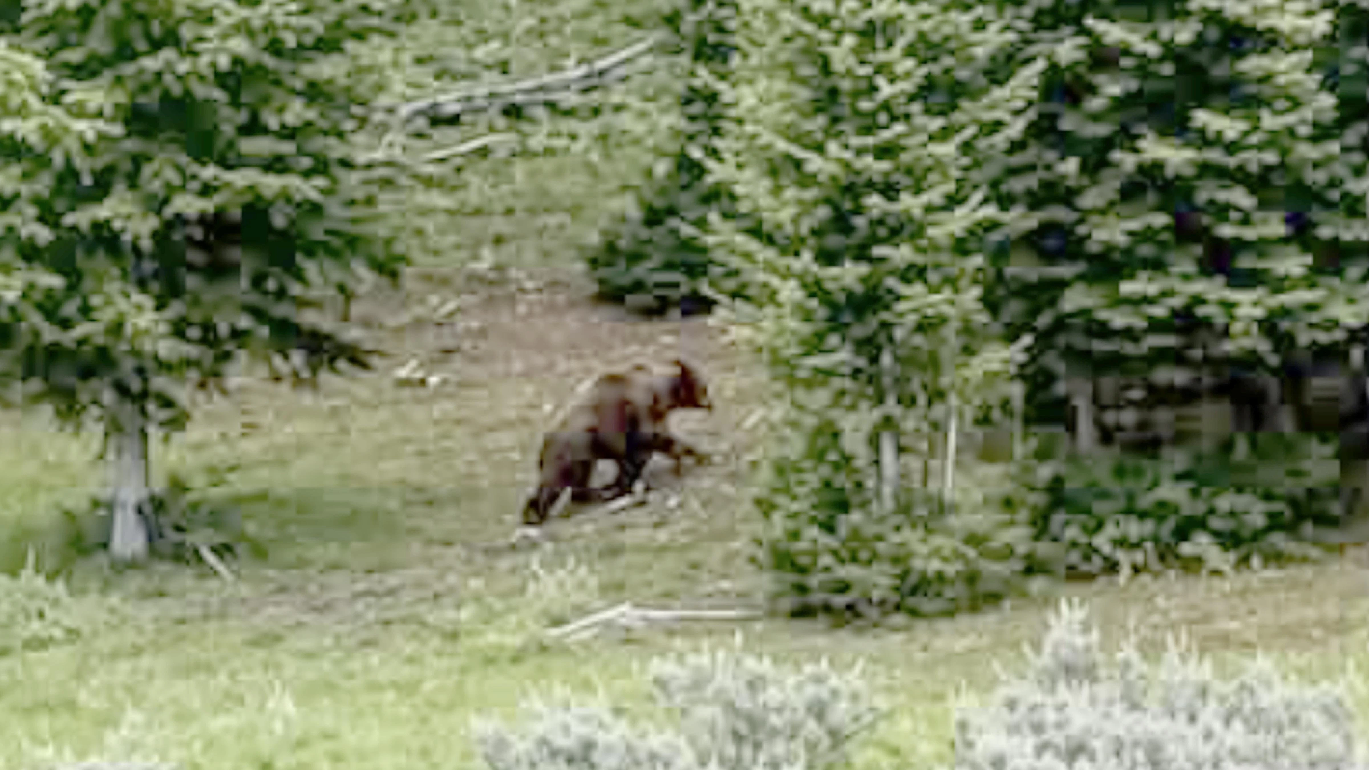 Screenshot of video taken in late June in the Dayton Gulch Road area of the Bighorn Mountains, shows what is allegedly a grizzly bear.