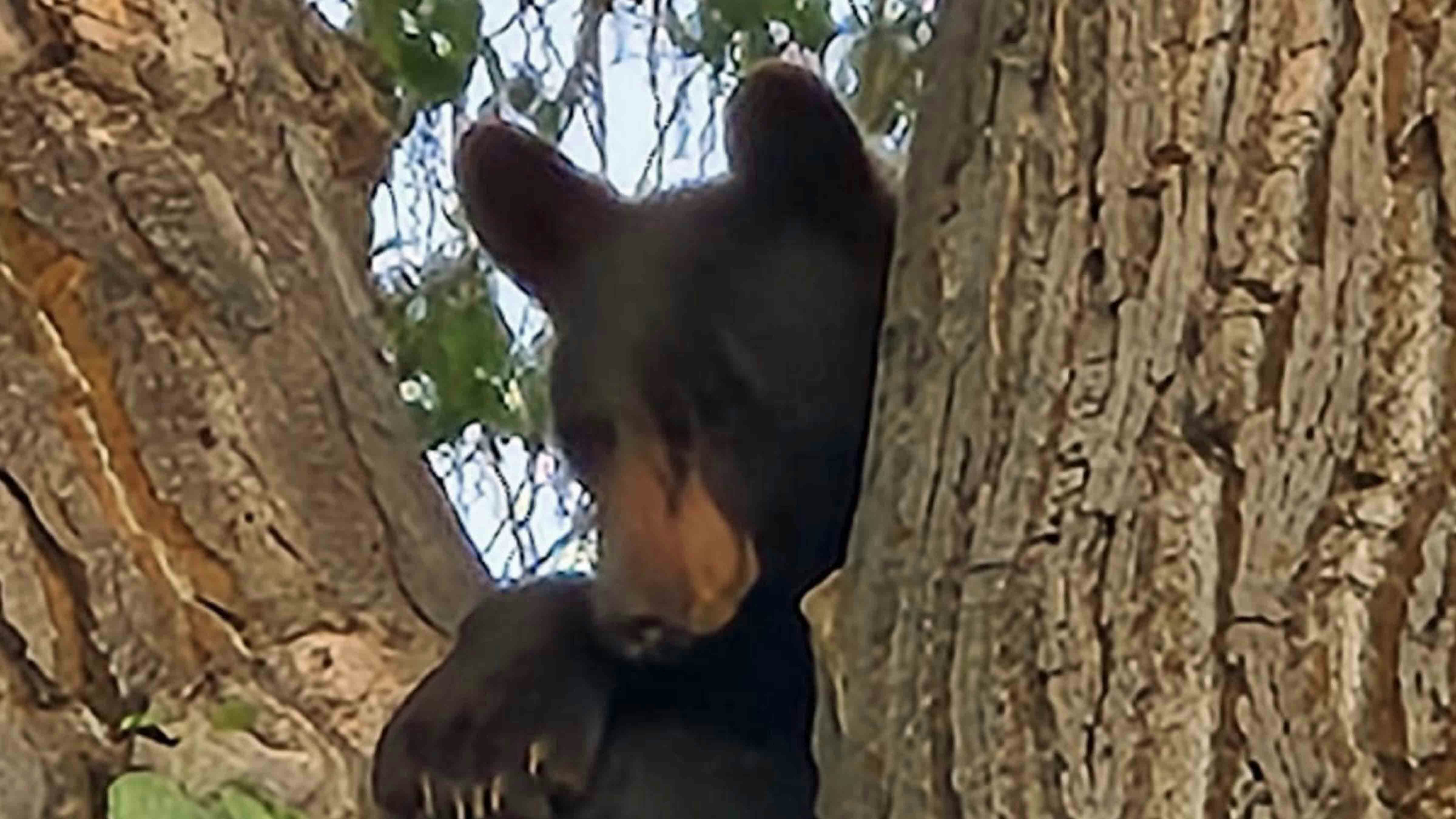 A black bear is treed in Sheridan on Friday morning.