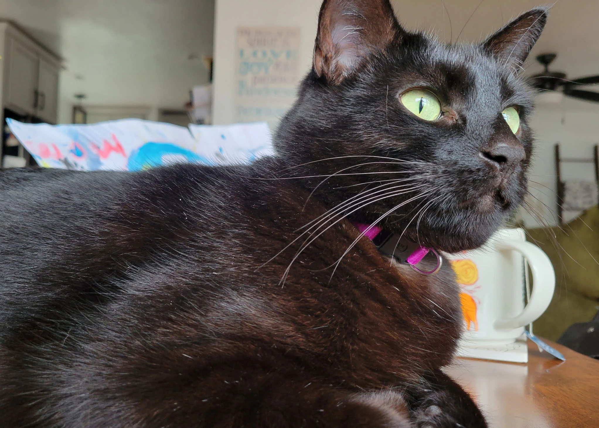 Lily Flower, the Fraser family’s cat who died in the fire.