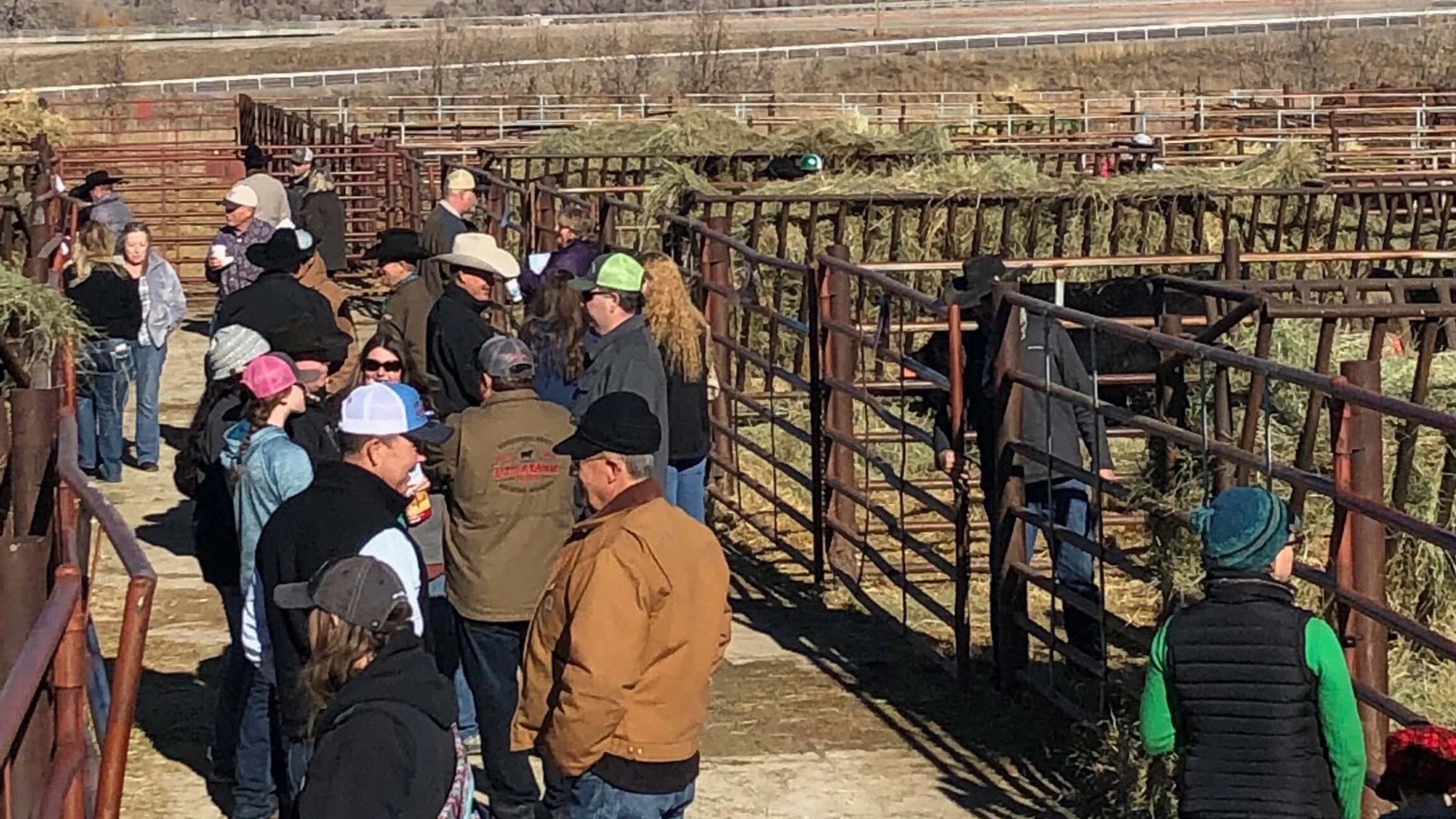 The Sinclair Cattle Company held its spring sale on Saturday, March 28, 2026, in Buffalo, Wyoming. 