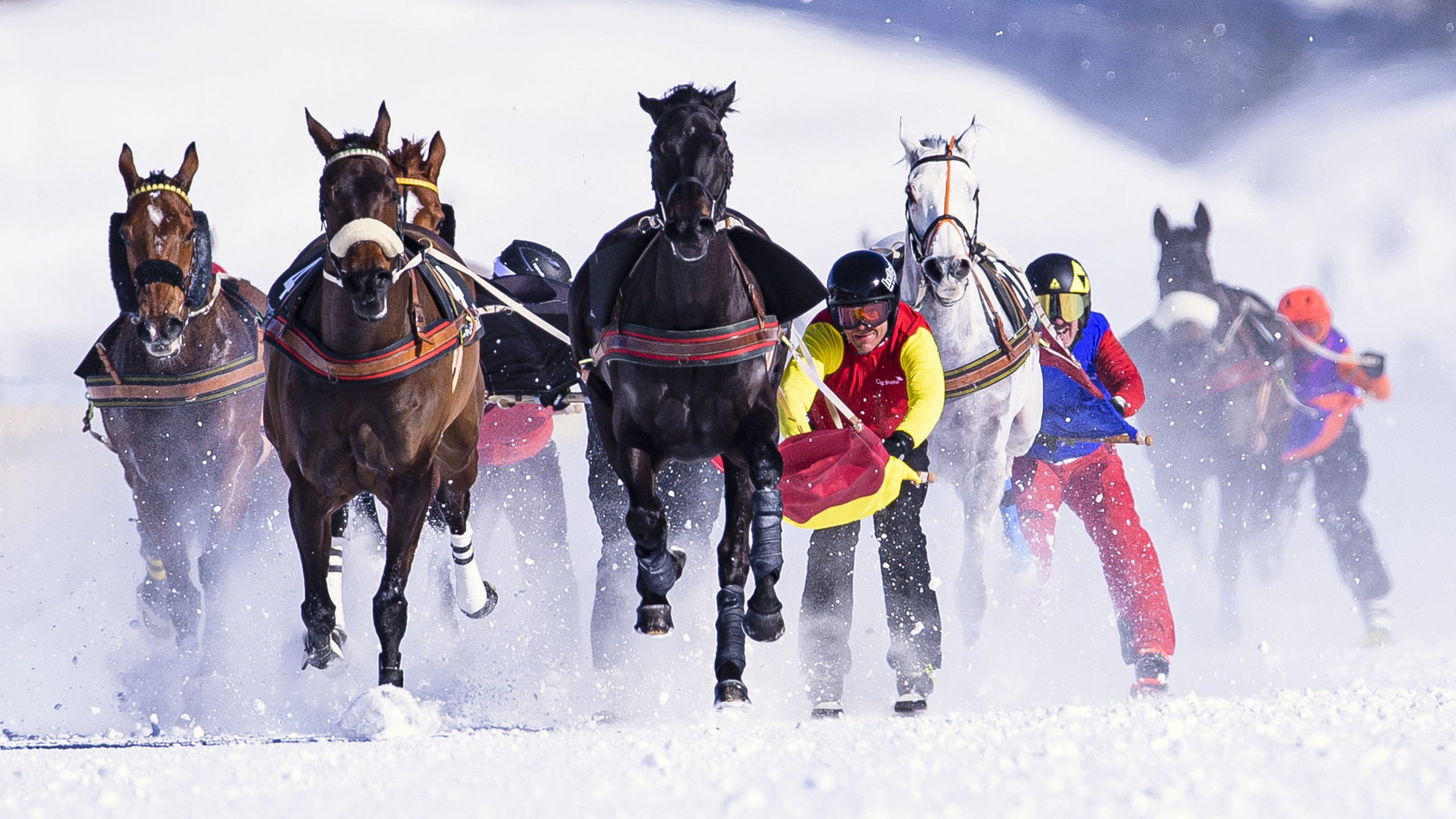 Skijouring 1 1 21 23 scaled