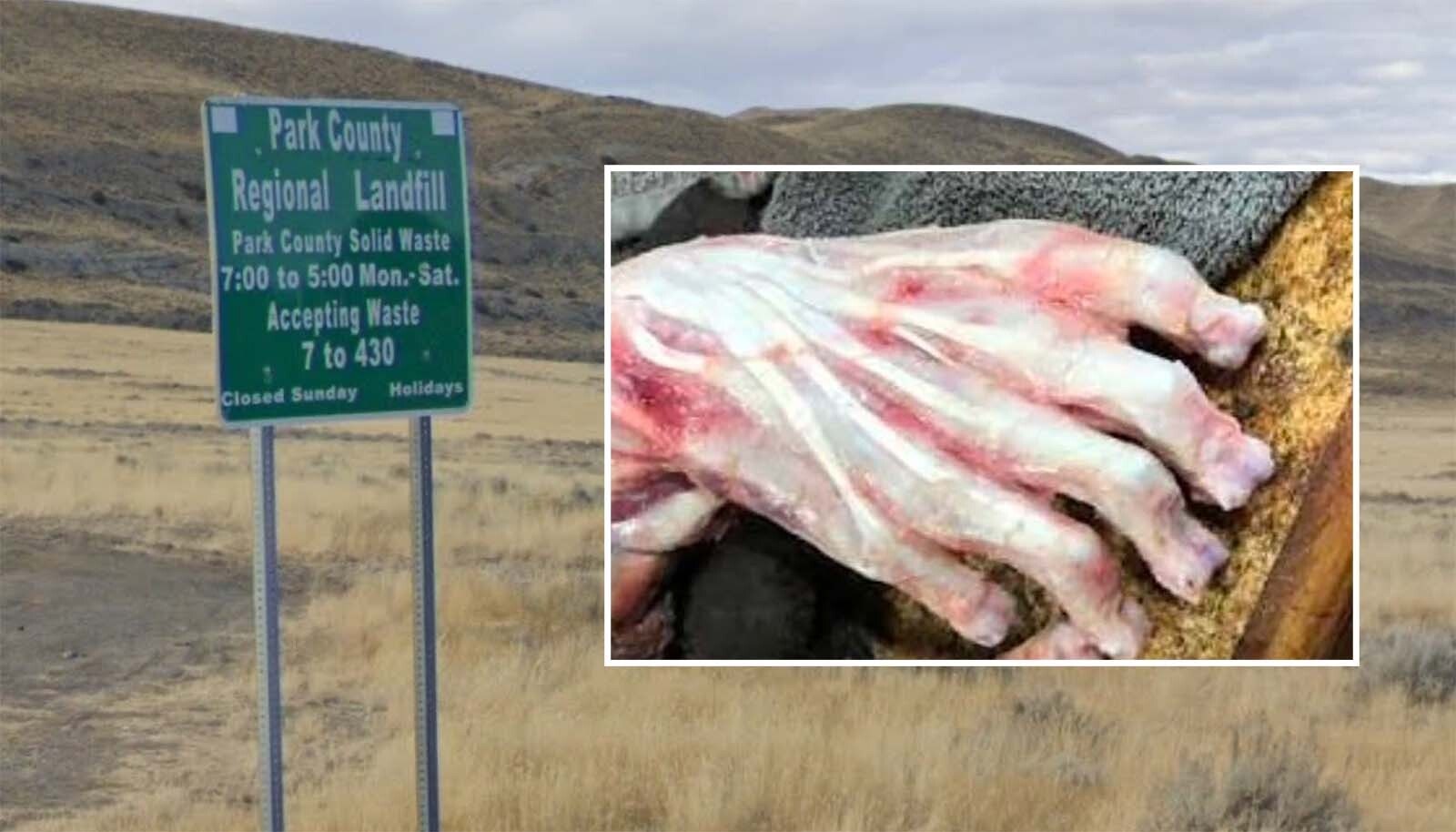 Skinned black bear paws eerily resemble human hands, said bear hunter Owen Miller, who provided this photo of a skinned bear paw.