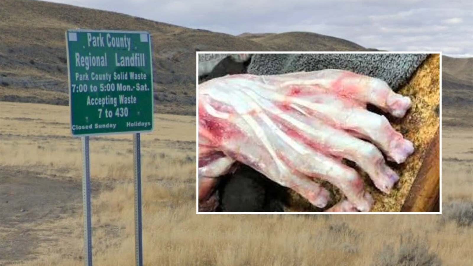 Skinned black bear paws eerily resemble human hands, said bear hunter Owen Miller, who provided this photo of a skinned bear paw.