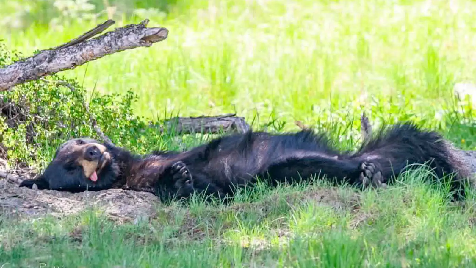 A black bear snoozed without a care in the world as tourist activity buzzed all around it near Tower Junction in Yellowstone National Park.