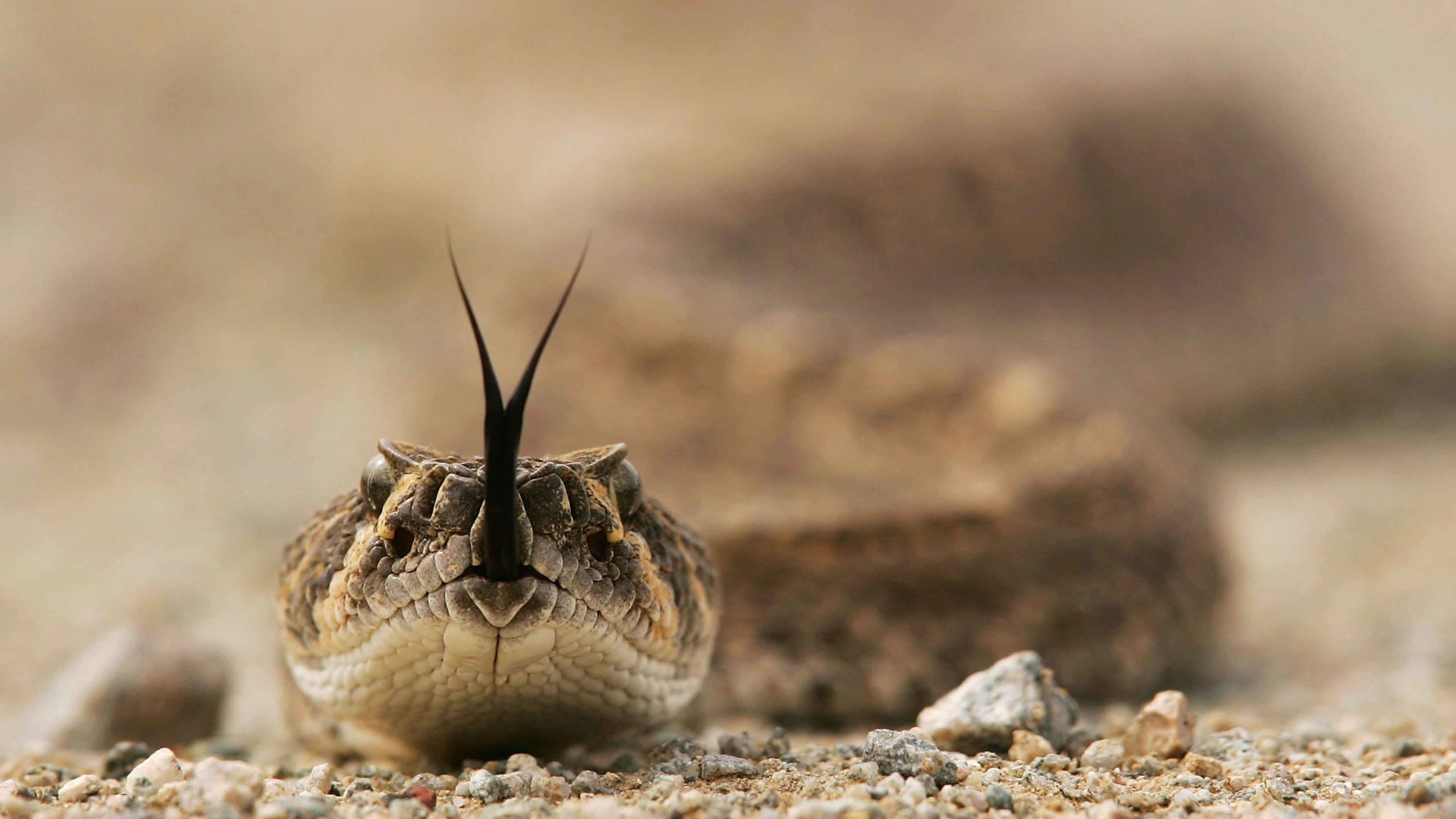 Snake 7 26 22 scaled