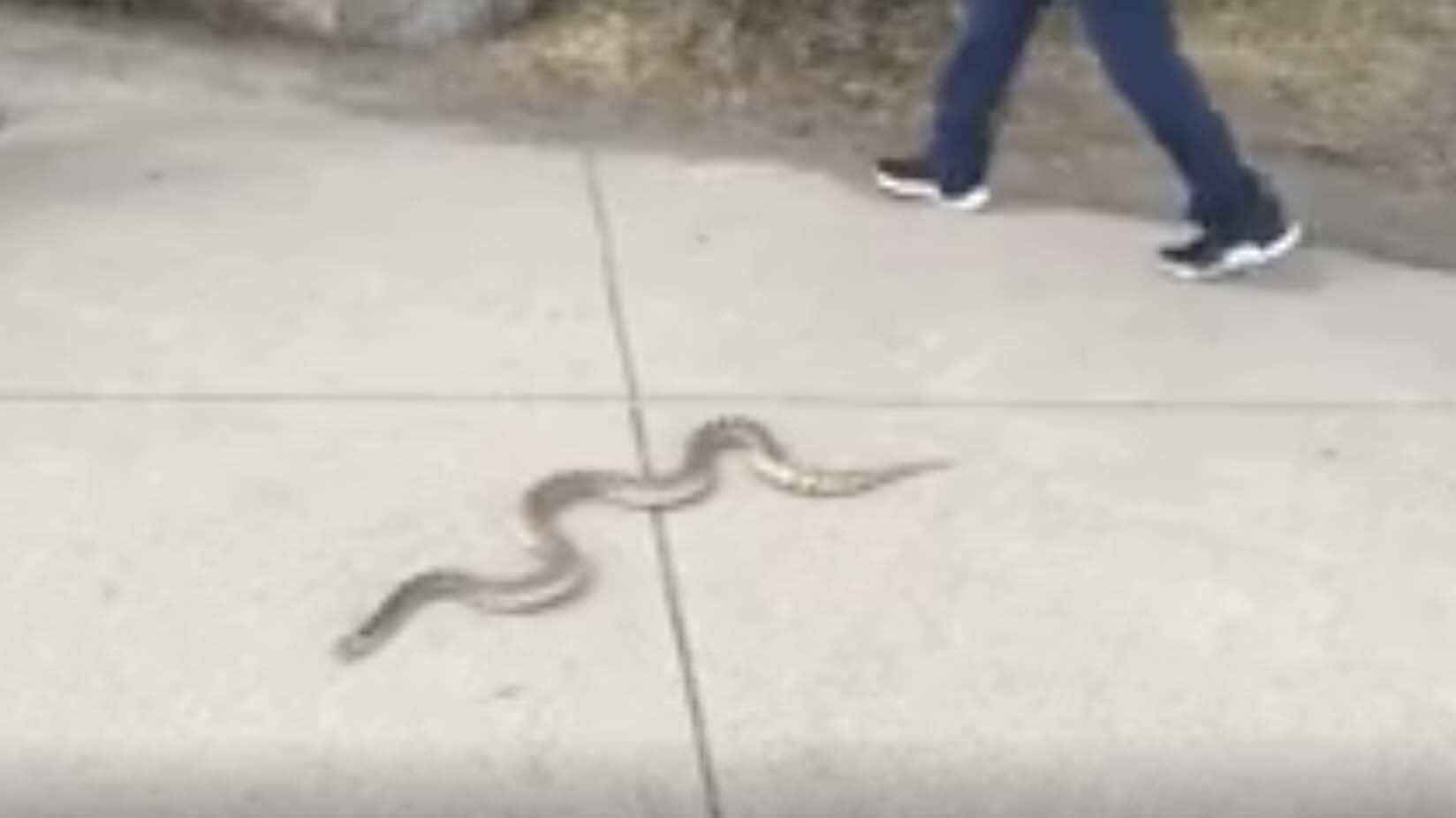 Snake ground yellowstone