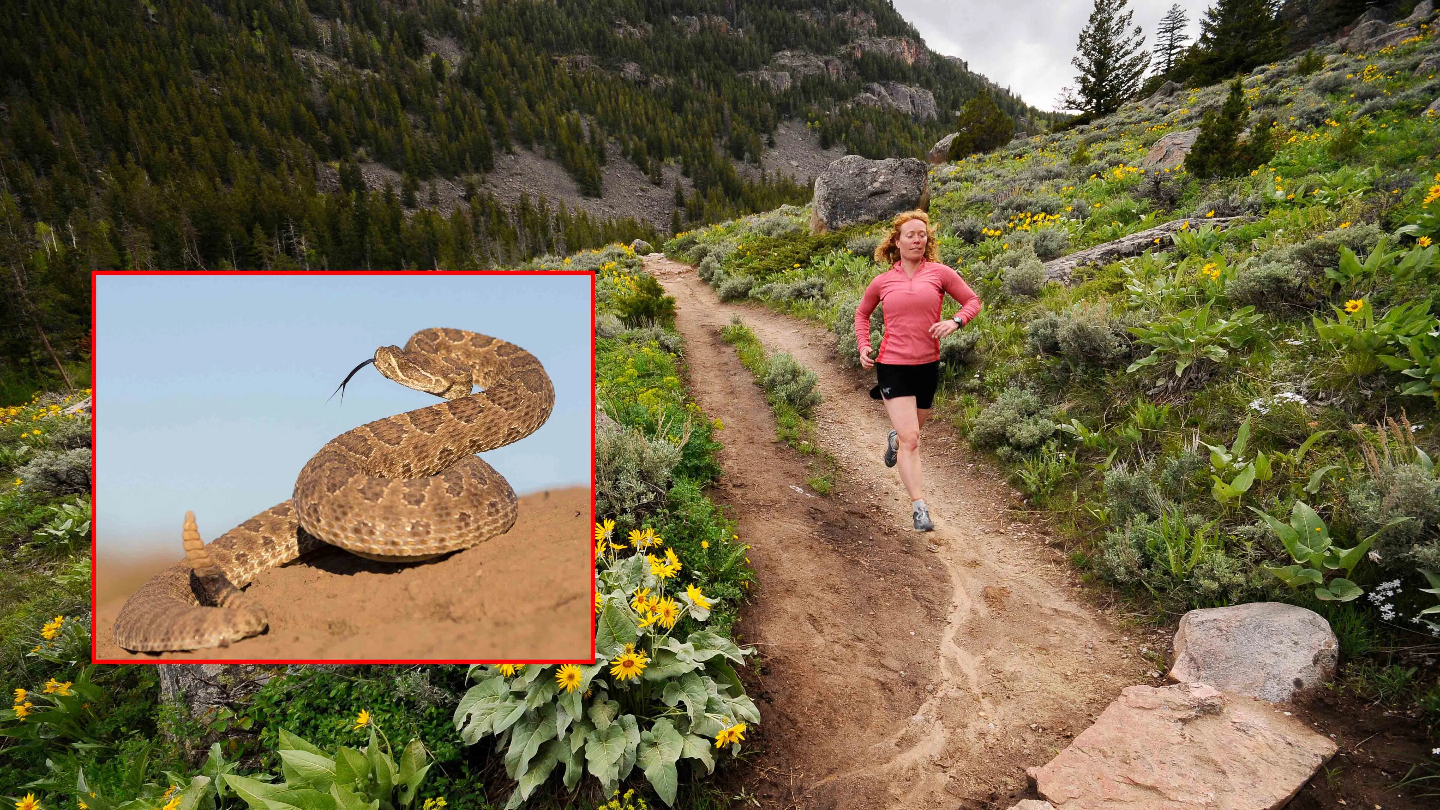 Woman running Middle Fork Falls trail in Sinks Canyon. Lander, Wyoming. Inset: Prairie rattlesnake