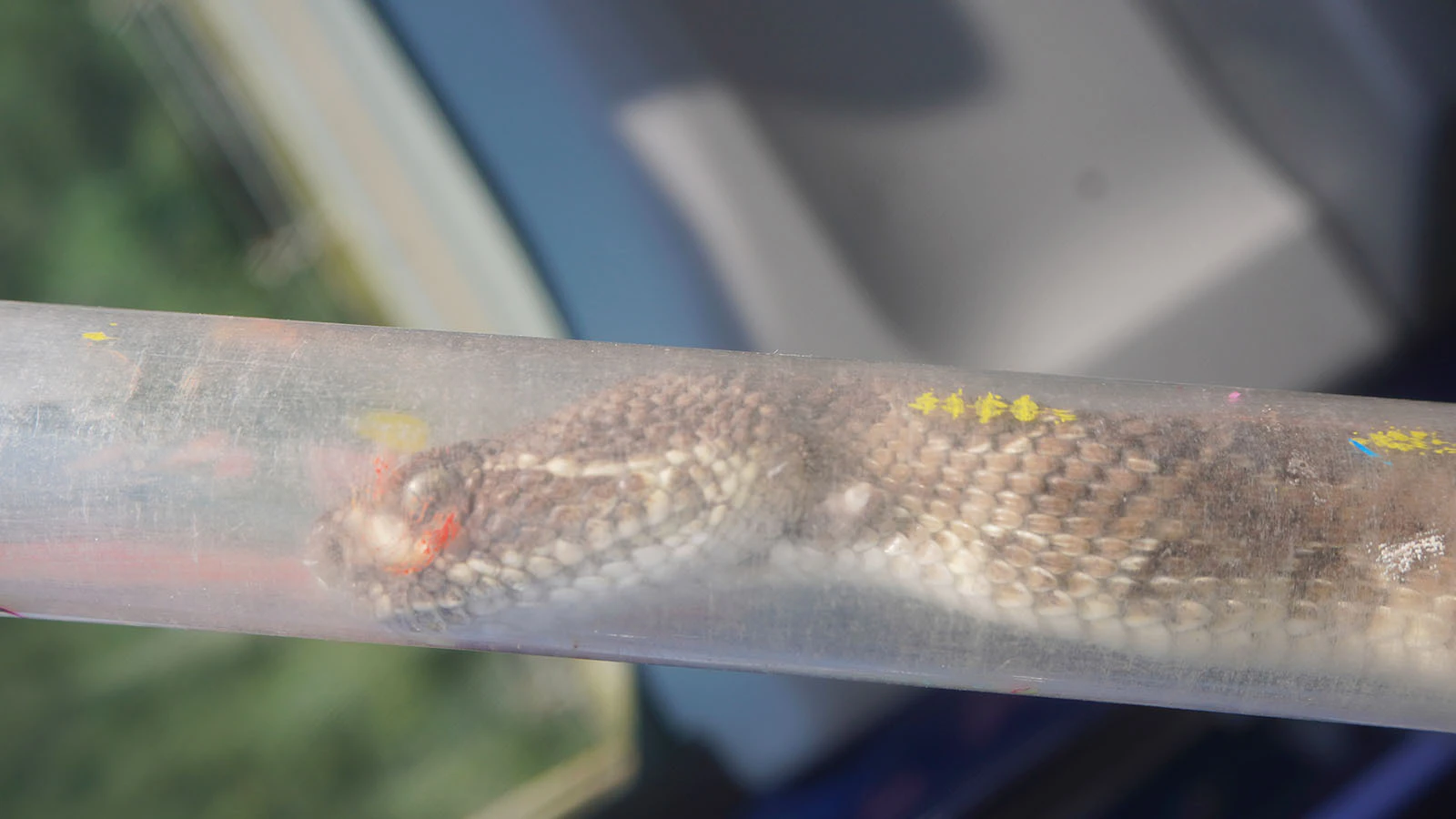 Prairie rattlesnakes are placed in tubes and knocked out with a gas, allowing tracking transmitters to be implanted.