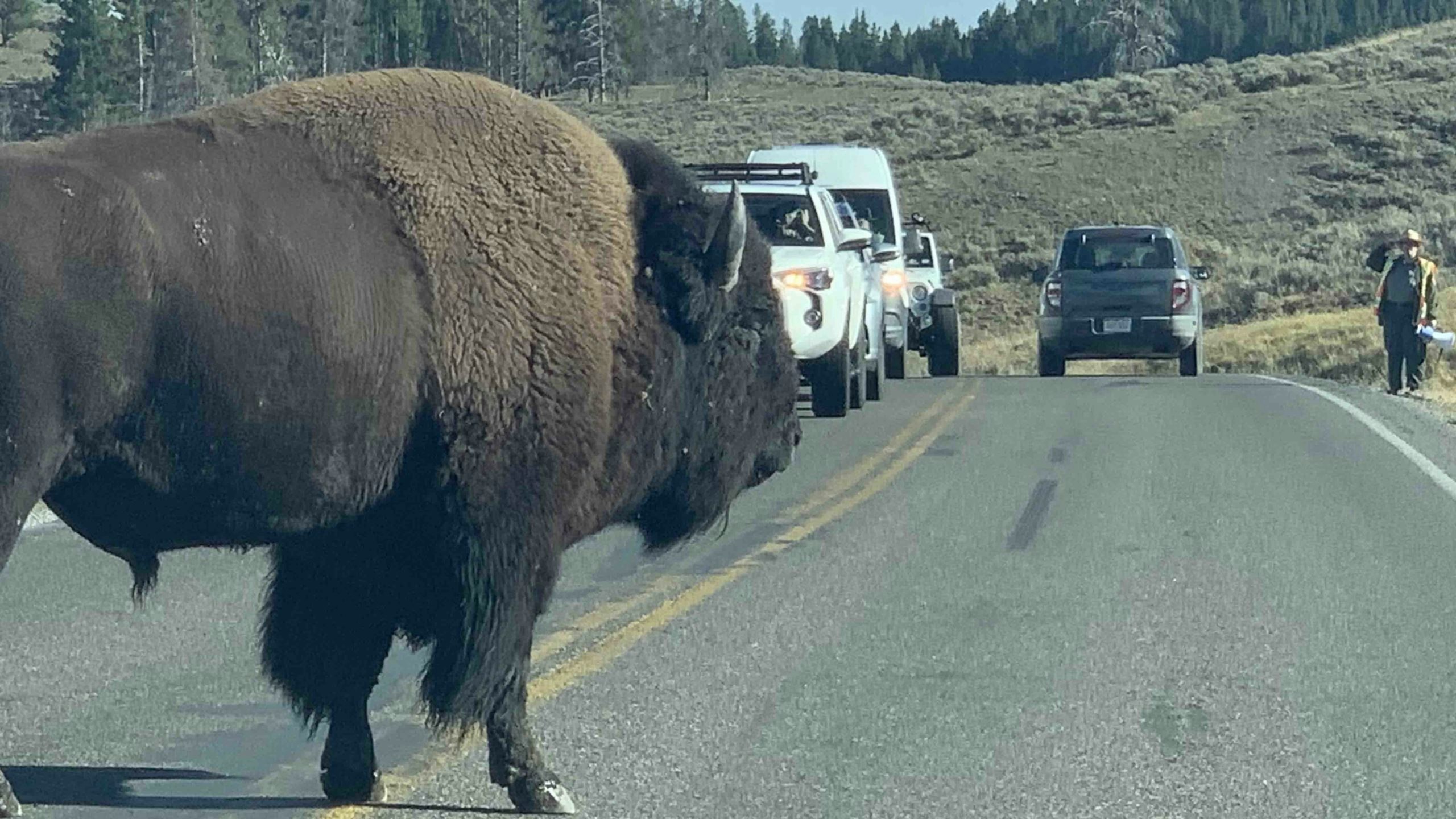 Sniffin bison scaled