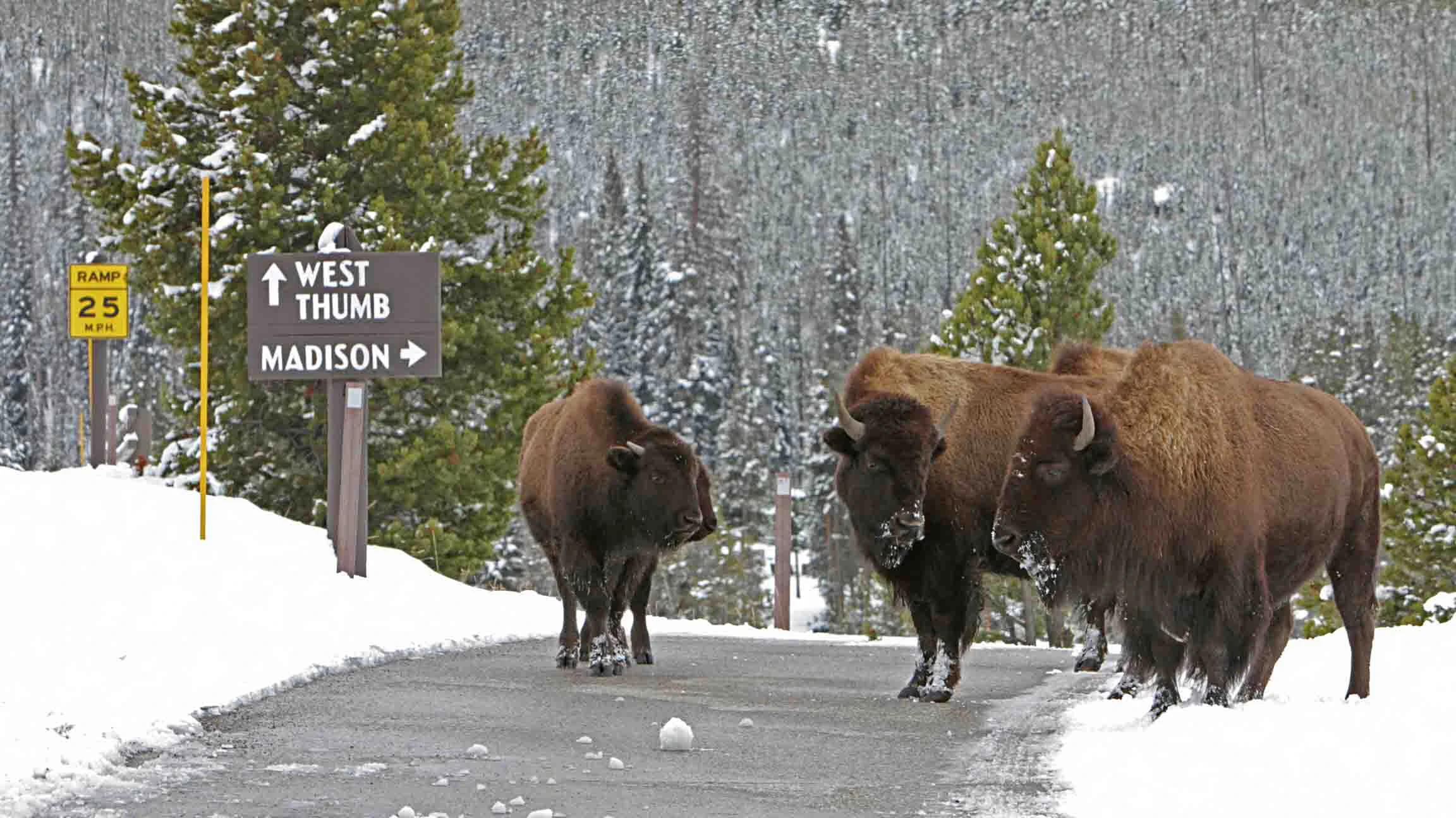 Bison walk along a road following a snowfall near Old Faithful geyser at Yellowstone National Park