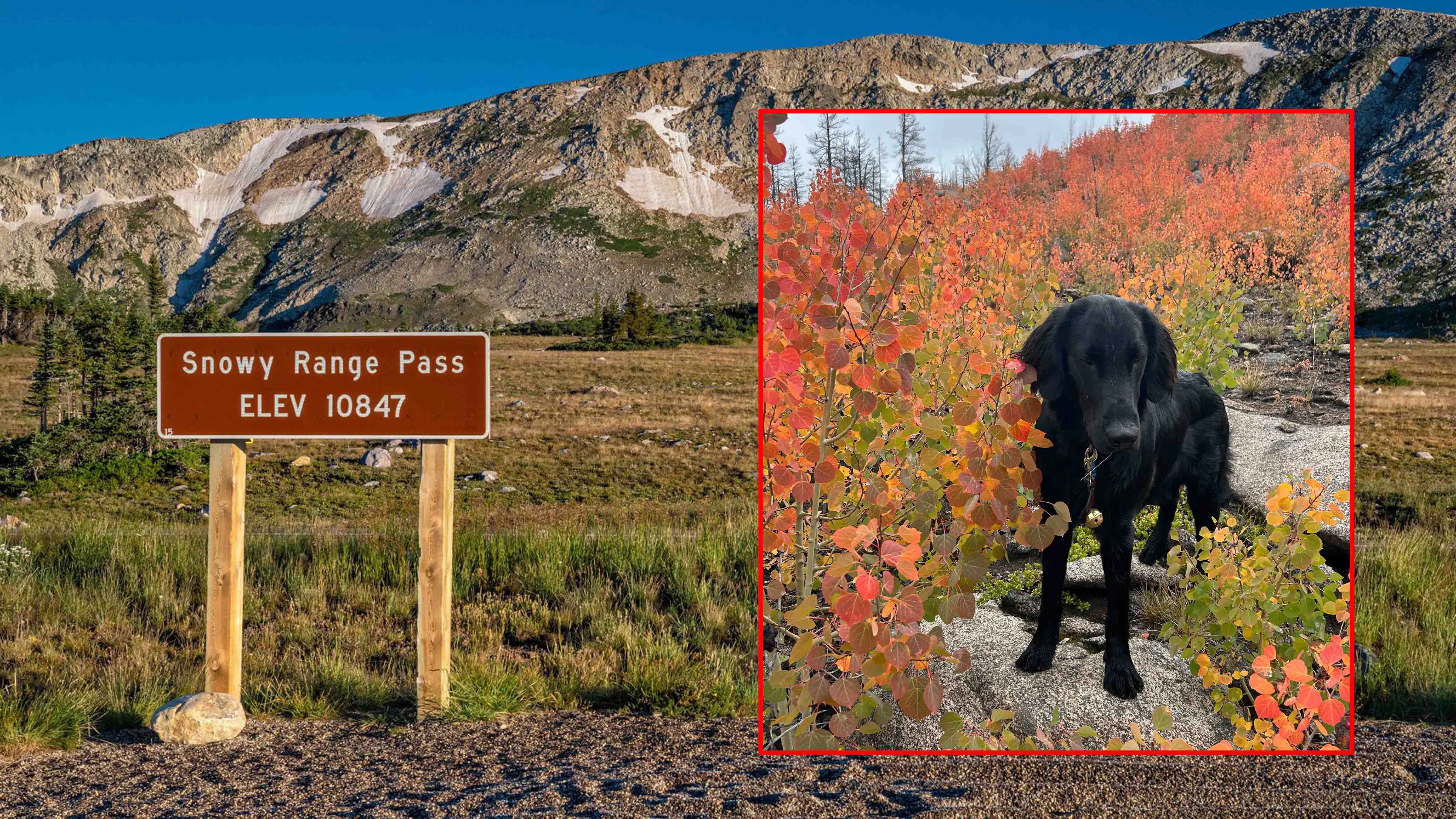Cowboy State Daily meteorologist Don Day, and his dog Winston (pictured) were enjoying a late summer weekend in the Snowy Range when he noticed the first signs of fall. Trees and shrubs in the mountains are already changing colors.