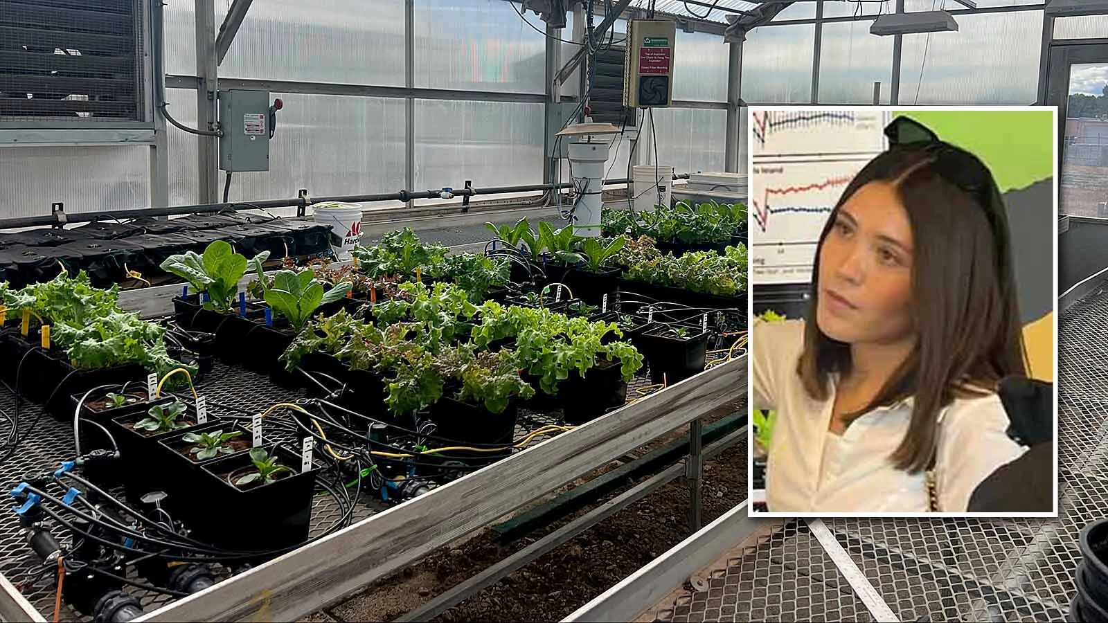 Inside the greenhouse where Wyoming's Drea Hineman simulates zero gravity for lettuces that shes growing. Her work will help astronauts grow their own food someday on the moon.