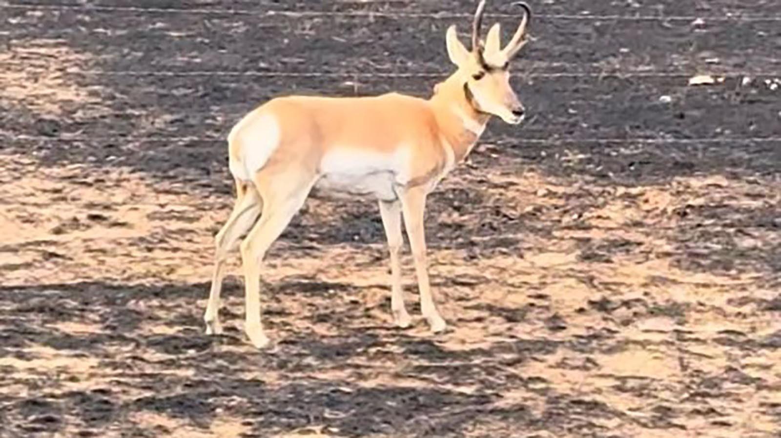 A bewildered-looking buck antelope stands in a burned-out area near Gillette.