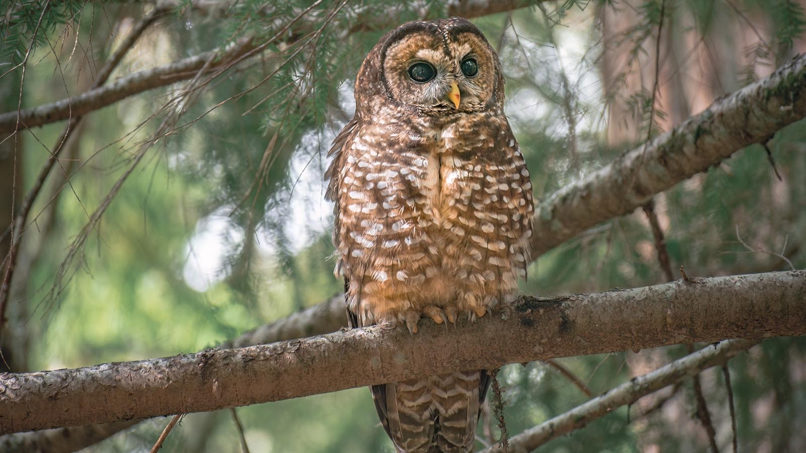 A northern spotted owl in the Pacific Northwest.