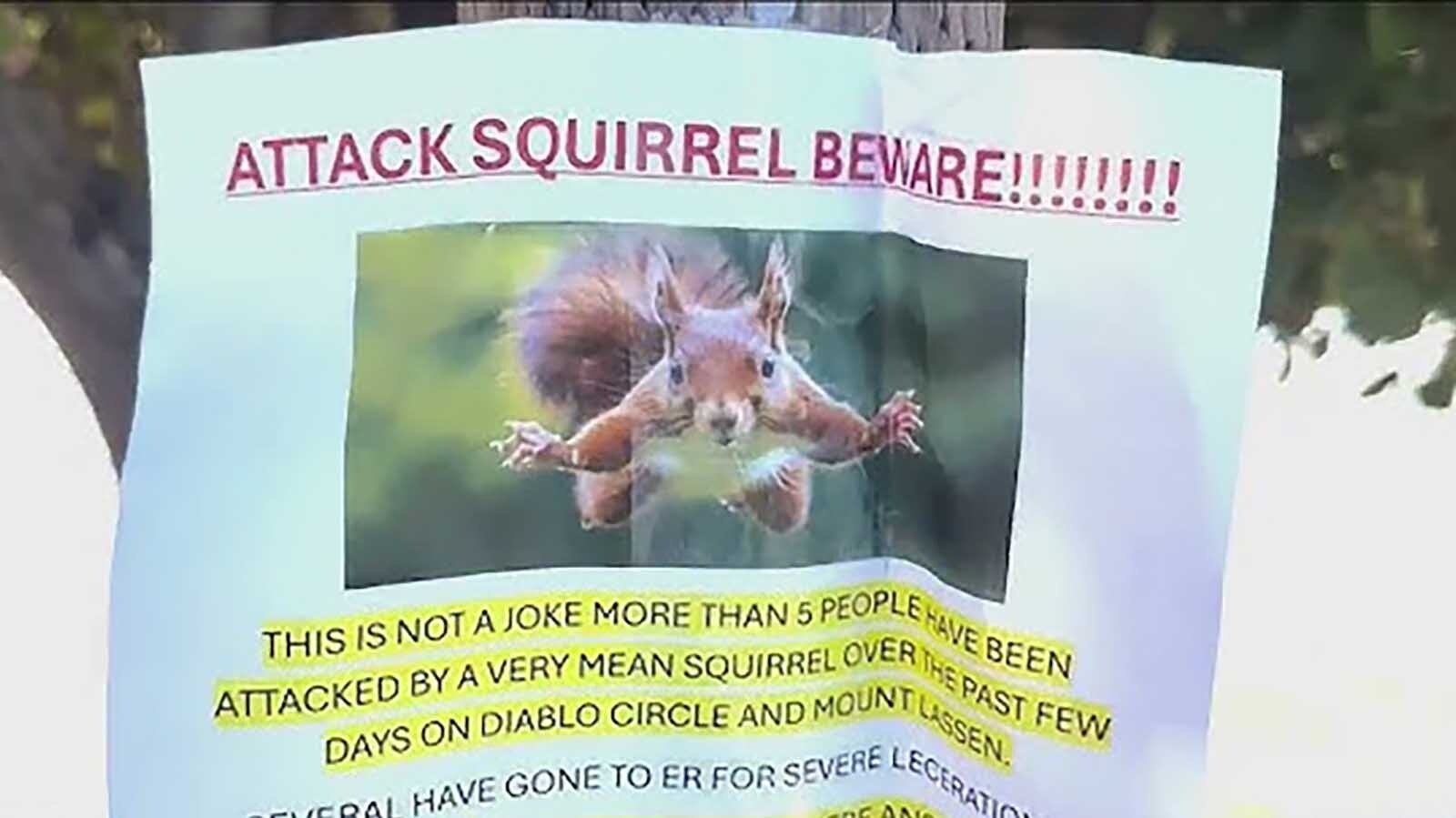 A squirrel in California’s San Fransico Bay area has gone rouge, attacking at least five people, sending two to the emergency room. Wyoming biologists say squirrels may look cute but can be meaner than people realize.