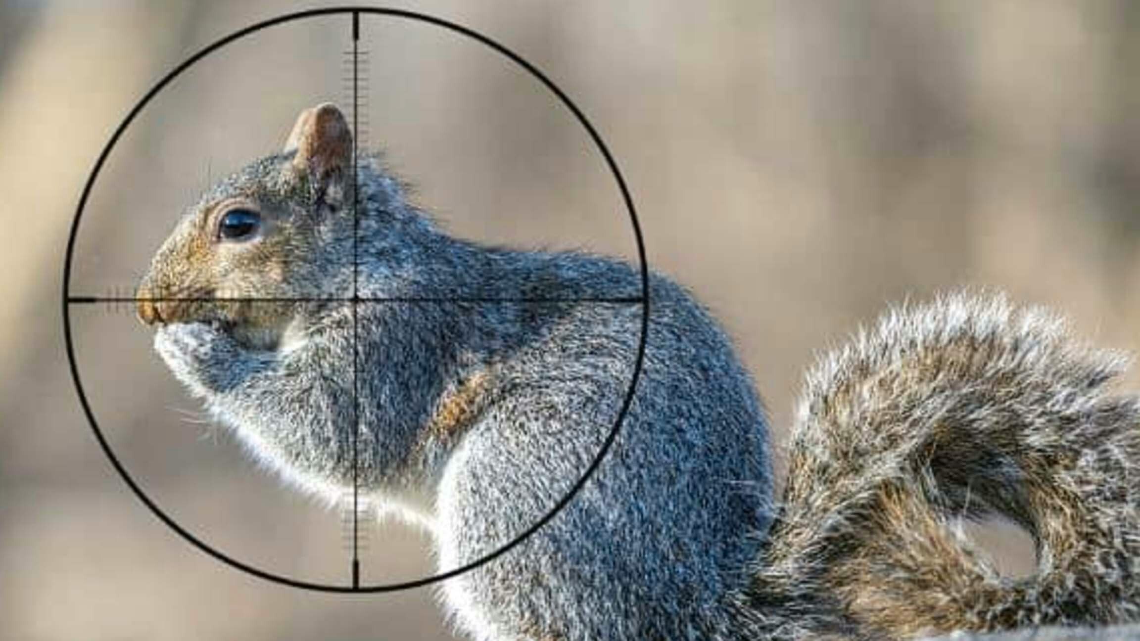 Squirrel bullseye