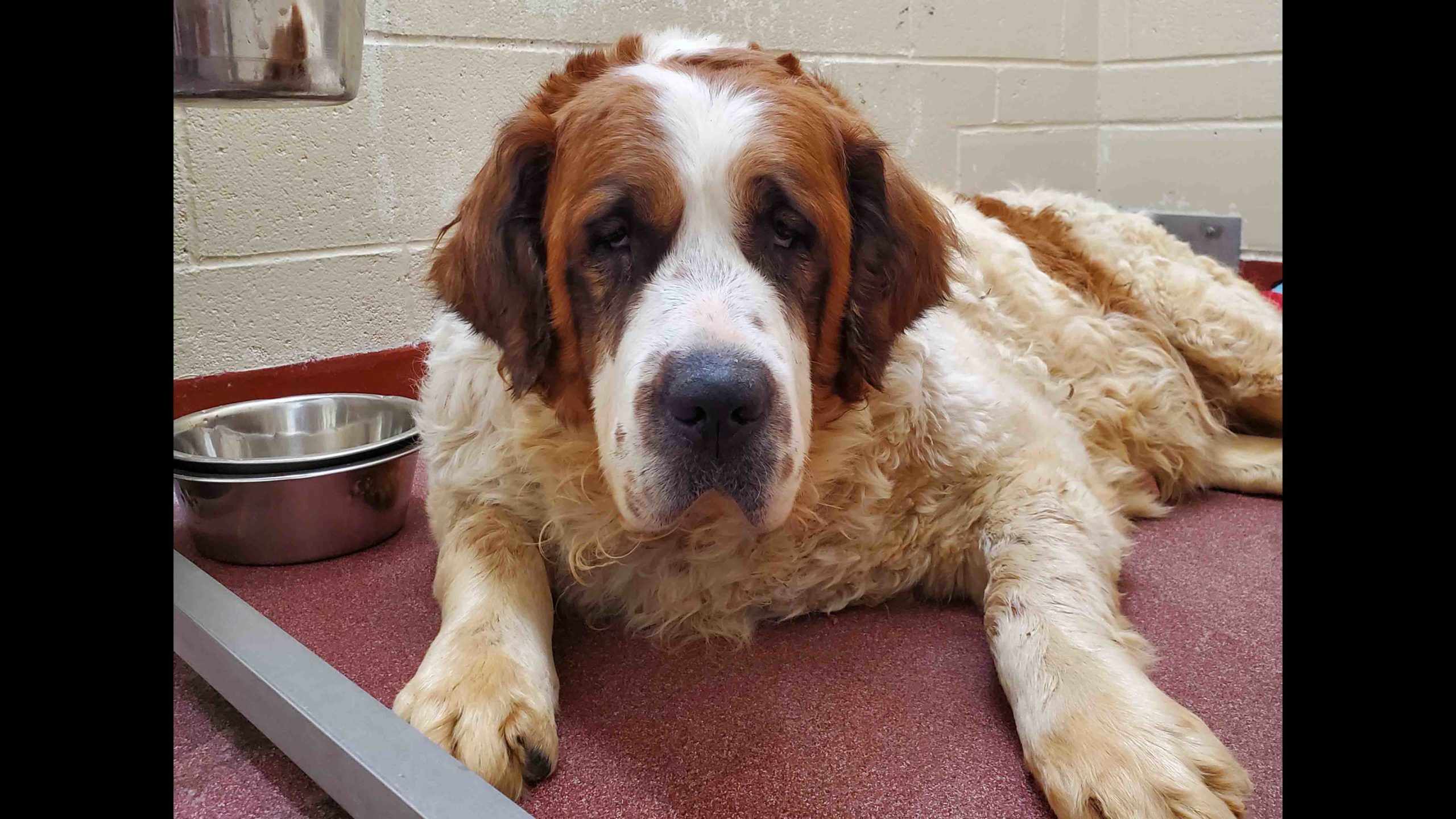 St bernard v3 scaled