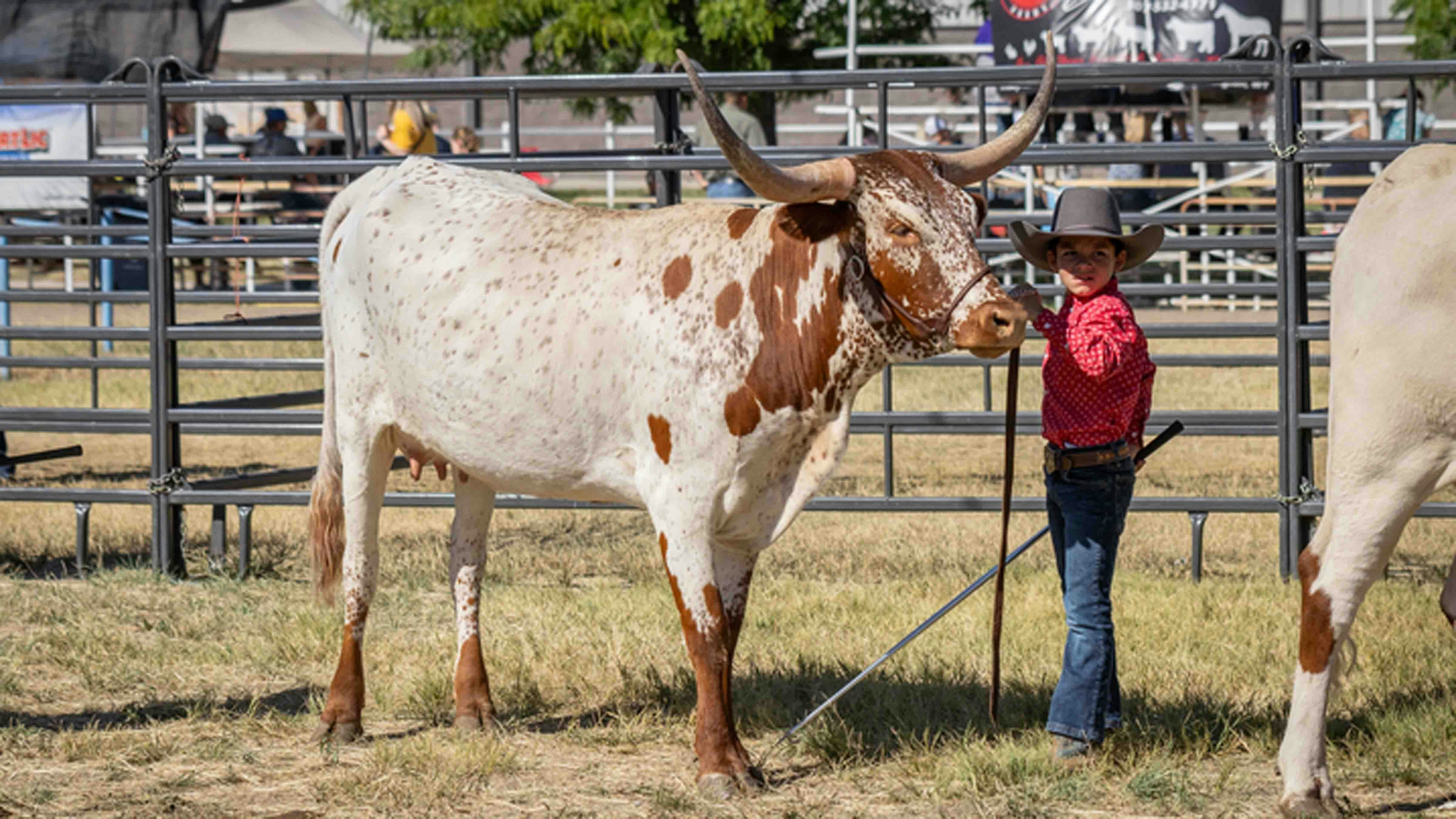 Ryker Zuniga from Bighorn shows his heifer in the Junior Showmanship class during the Texas Longhorn Cattle Show at the Wyoming State Fair on August 16, 2024, in Douglas, Wyoming.