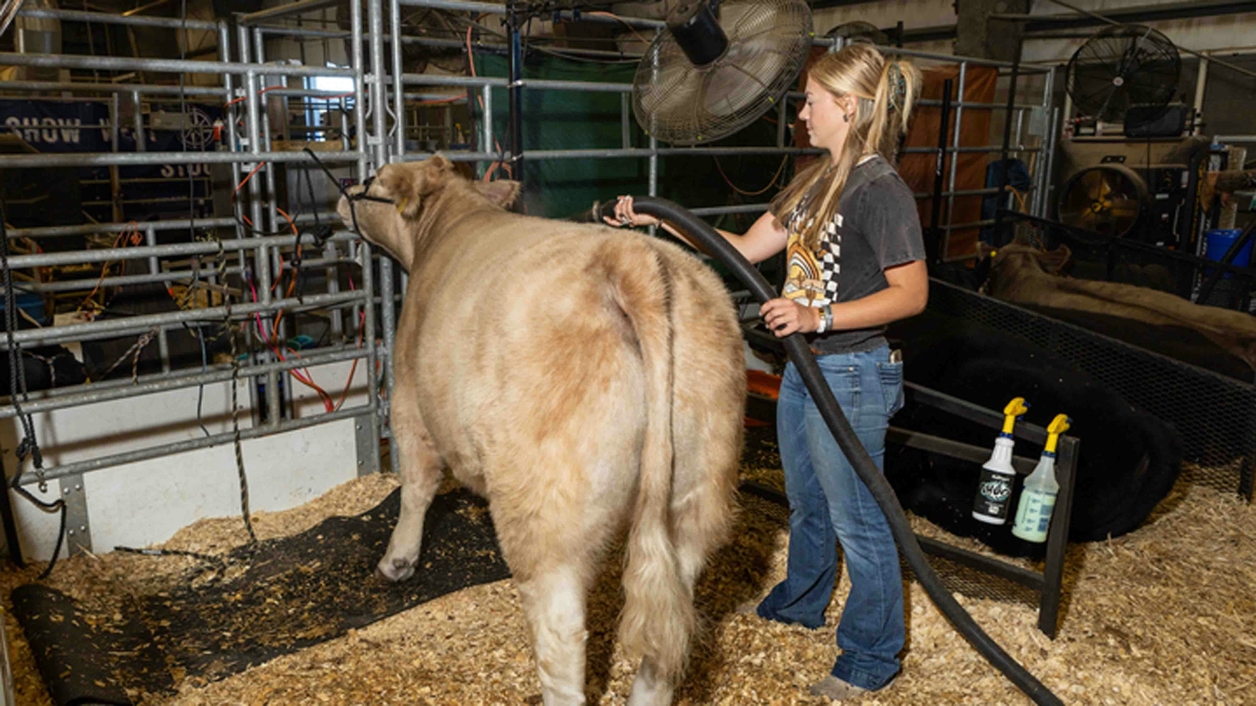 Lexie Marchant from Sundance dries her 4-H steer named 8 Ball after rinsing at the Wyoming State Fair on August 16, 2024, in Douglas, Wyoming.