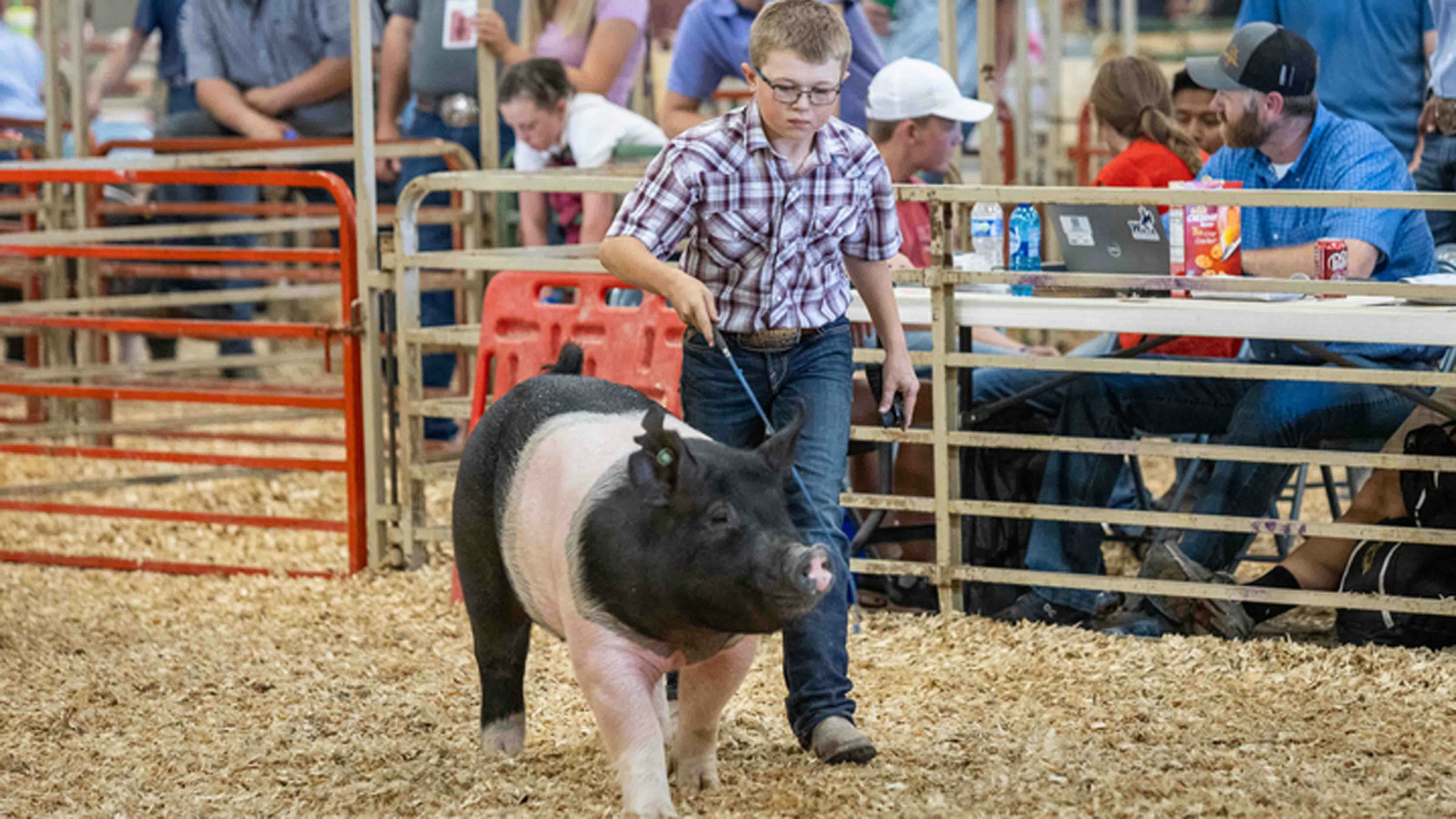 Ryder Teten from Wheatland shows his pig named Tank in the WATA Youth Jackpot Market Swine Show at the Wyoming State Fair on August 16, 2024, in Douglas, Wyoming.