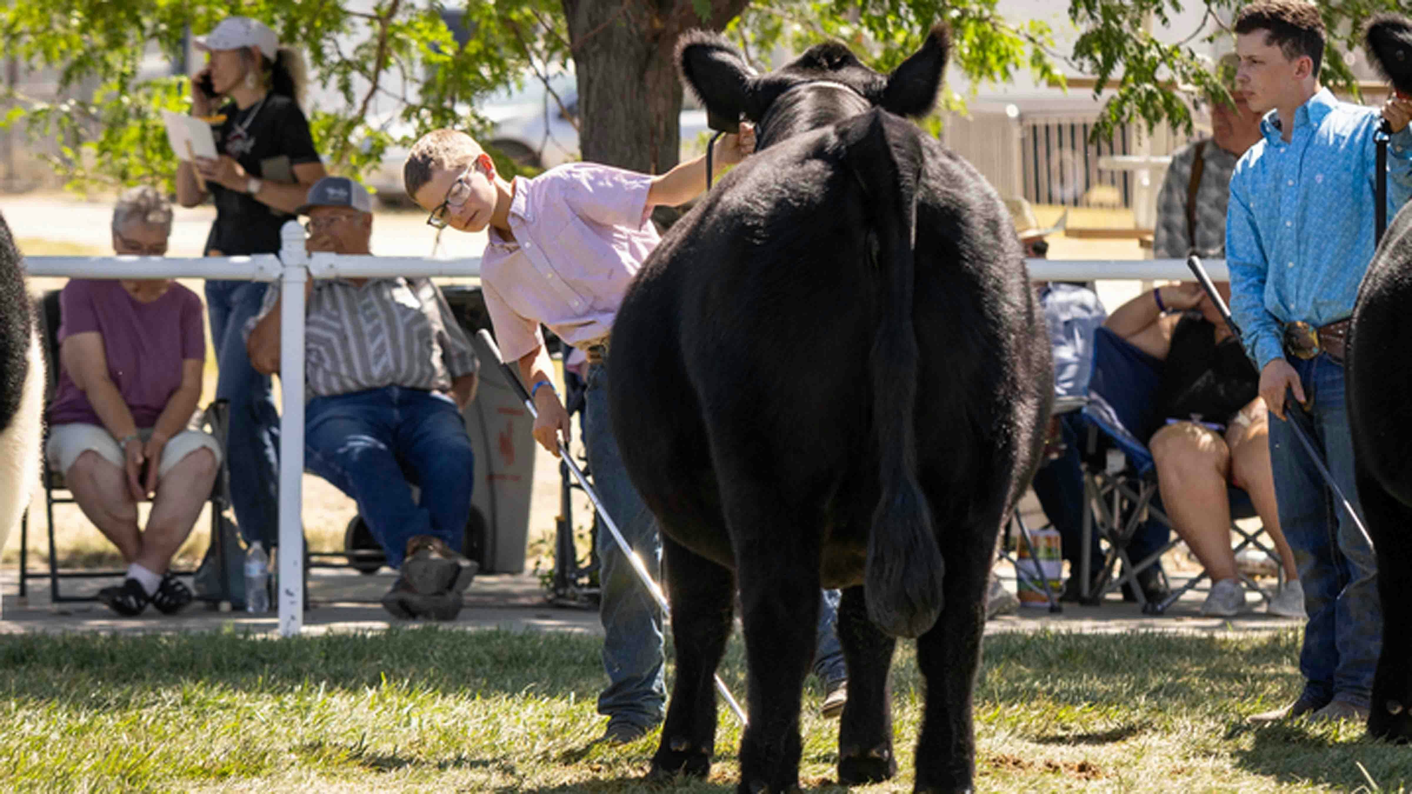 Trigg Sedman from Carpenter sets up his heifer’s legs in the Youth Breeding Beef Show at the Wyoming State Fair on August 16, 2024, in Douglas, Wyoming.