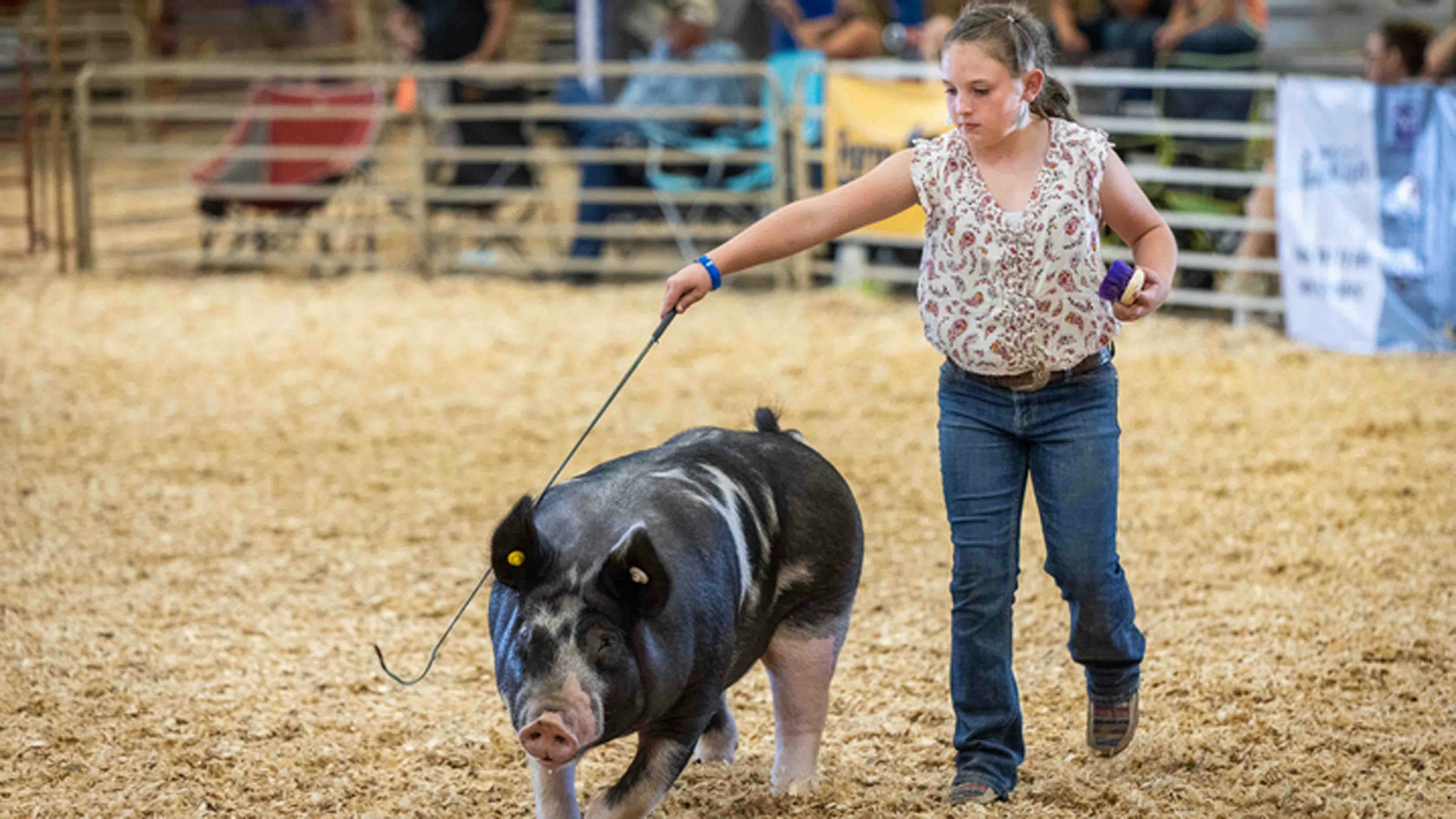 Myla Titpton from Sheridan, Wyoming shows her pig Wilbur in the WATA Youth Jackpot Market Swine Show at the Wyoming State Fair on August 16, 2024, in Douglas, Wyoming.