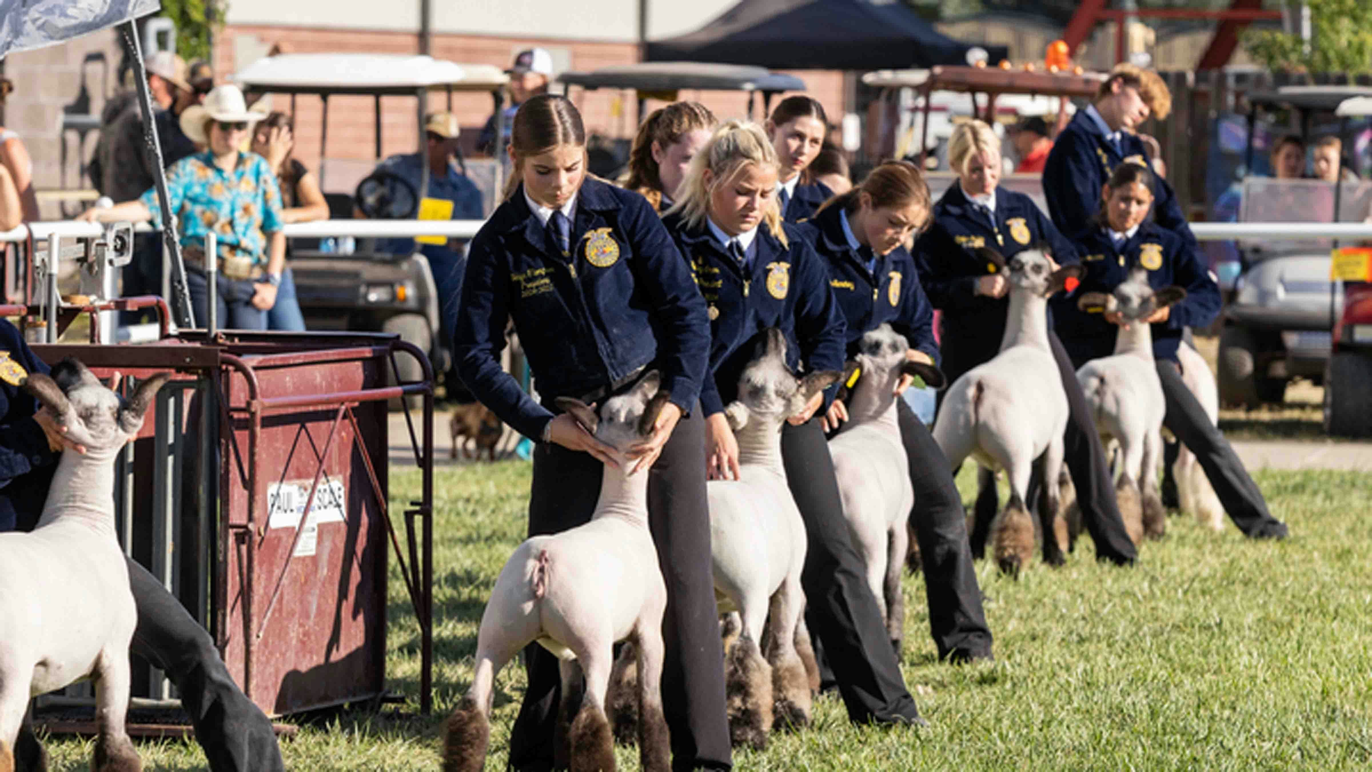 Tehya Thompson from Cheyenne and Prairie View FFA Chapter shows her lamb in the FFA Sheep Showmanship Class at the Wyoming State Fair on August 16, 2024, in Douglas, Wyoming.