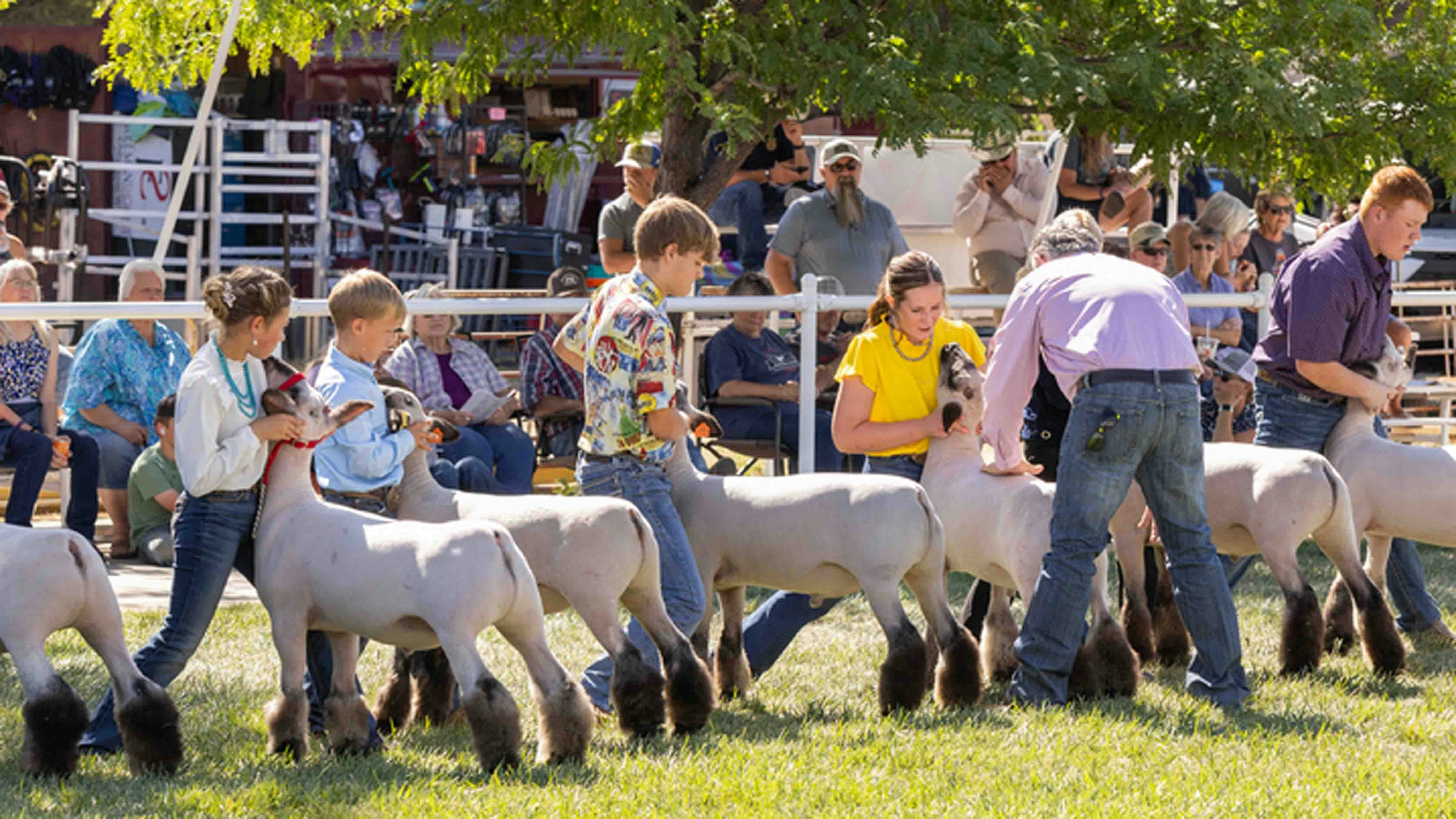 The Youth Market Lamb Show at the Wyoming State Fair on August 16, 2024, in Douglas, Wyoming.