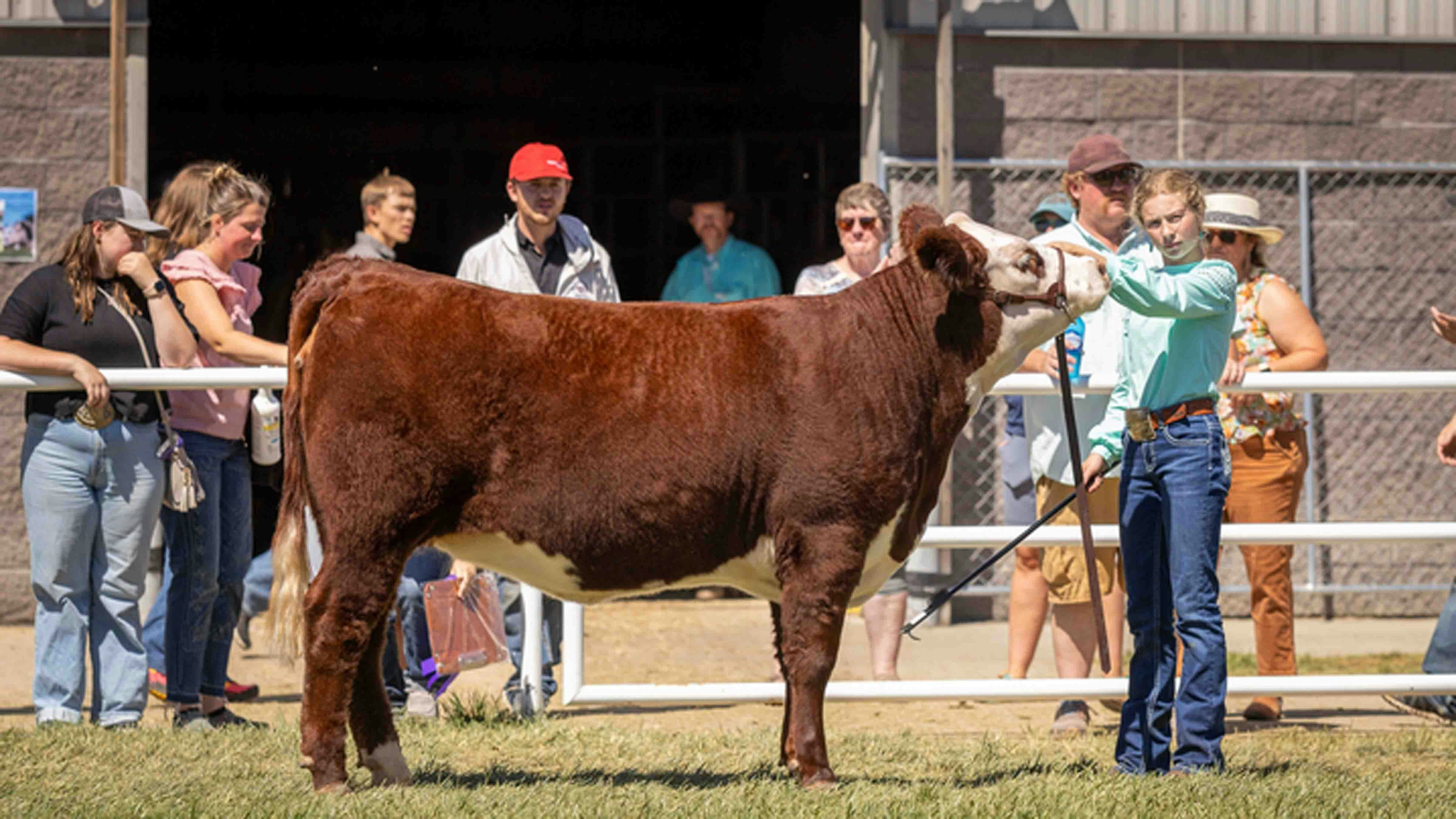 June Gentle from Chugwater shows her Hereford Heifer in the Youth Breeding Beef Show at the Wyoming State Fair on August 16, 2024, in Douglas, Wyoming.