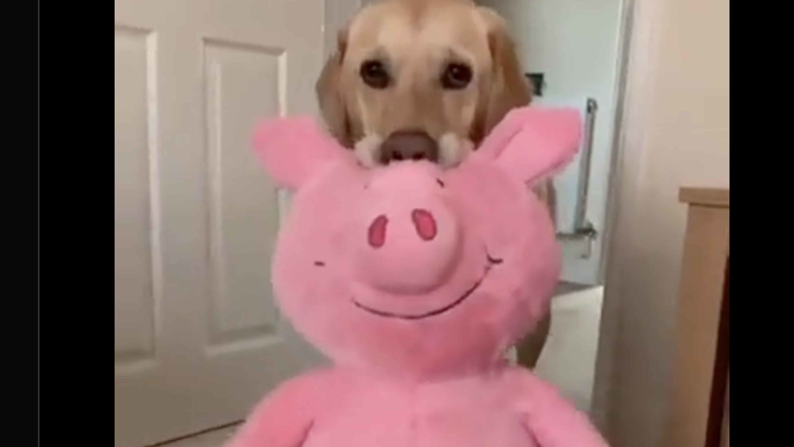 Still here 9 28 22 no play scaled