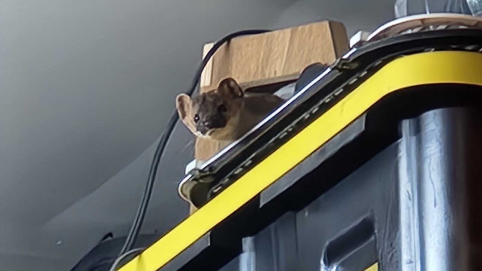 A stoat, or small member of the weasel family, invaded Warren Meyer’s garage north of Cheyenne. It was loose inside for about 20 hours before Meyer caught it and then set it free outside, unharmed.