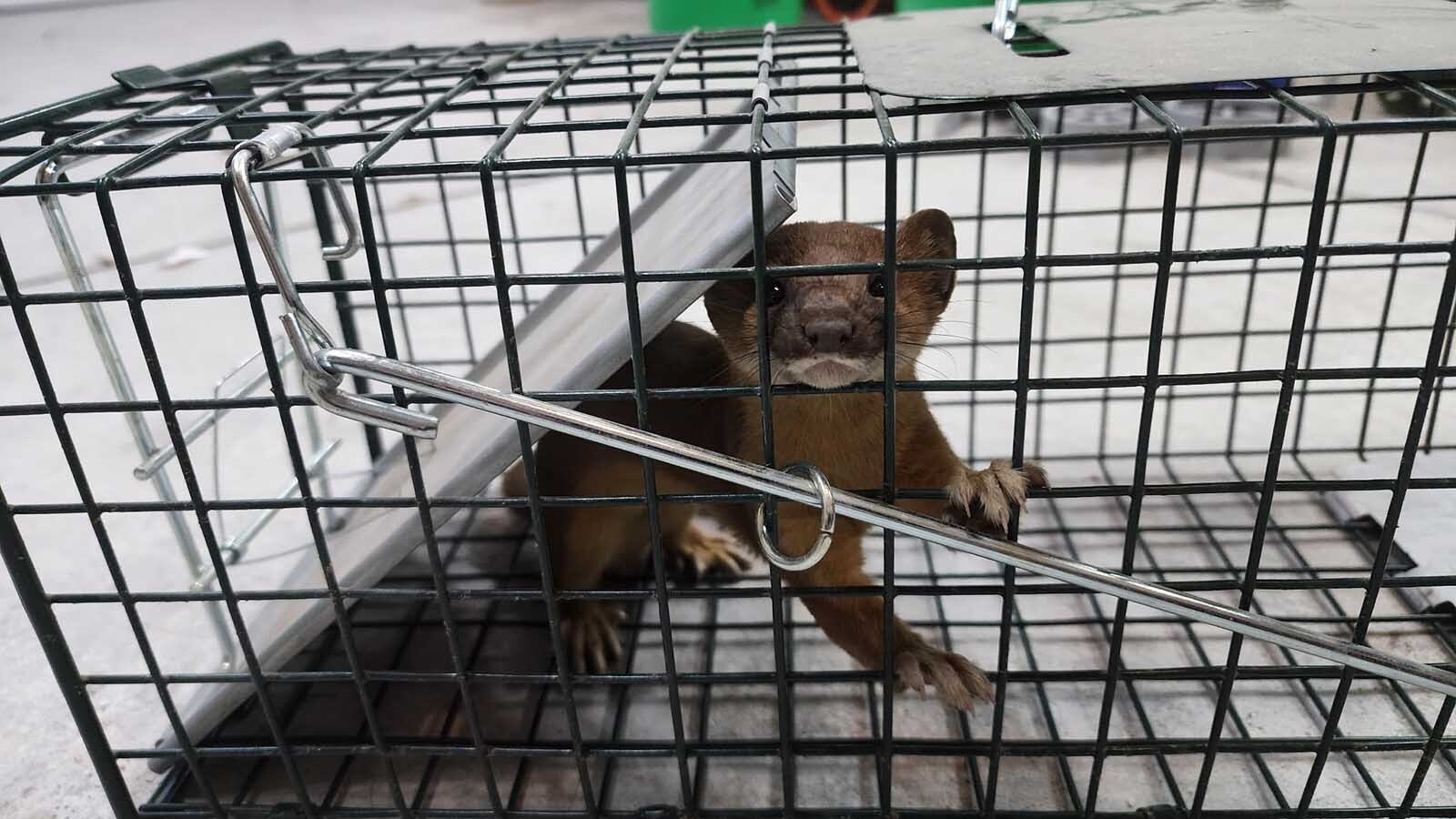A stoat, or small member of the weasel family, invaded Warren Meyer’s garage north of Cheyenne. It was loose inside for about 20 hours before Meyer caught it and then set it free outside, unharmed.
