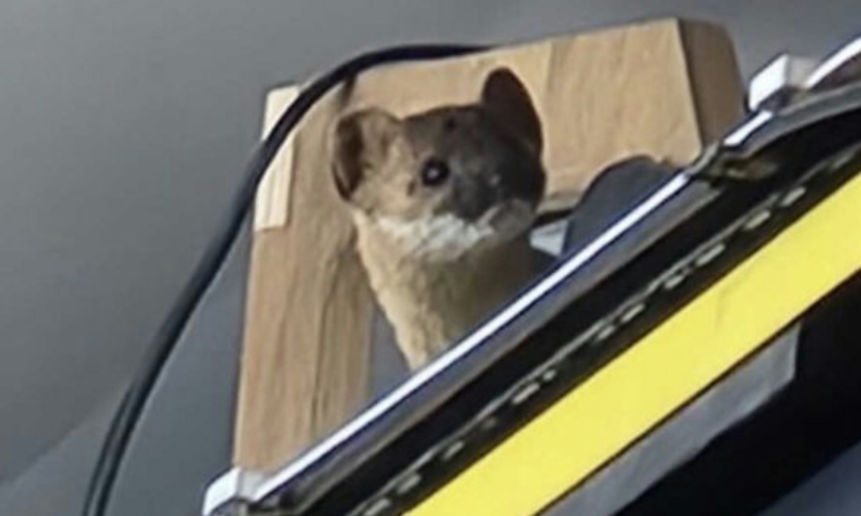 A stoat, or small member of the weasel family, invaded Warren Meyer’s garage north of Cheyenne. It was loose inside for about 20 hours before Meyer caught it and then set it free outside, unharmed.