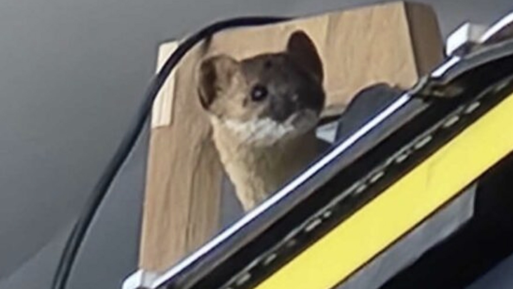 A stoat, or small member of the weasel family, invaded Warren Meyer’s garage north of Cheyenne. It was loose inside for about 20 hours before Meyer caught it and then set it free outside, unharmed.
