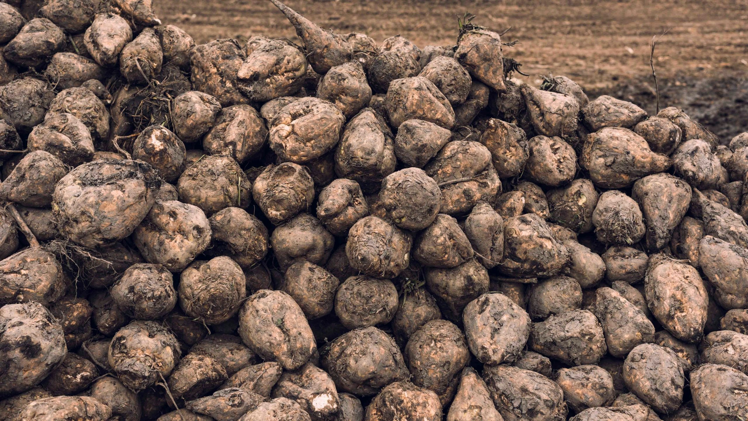 Sugar beets scaled