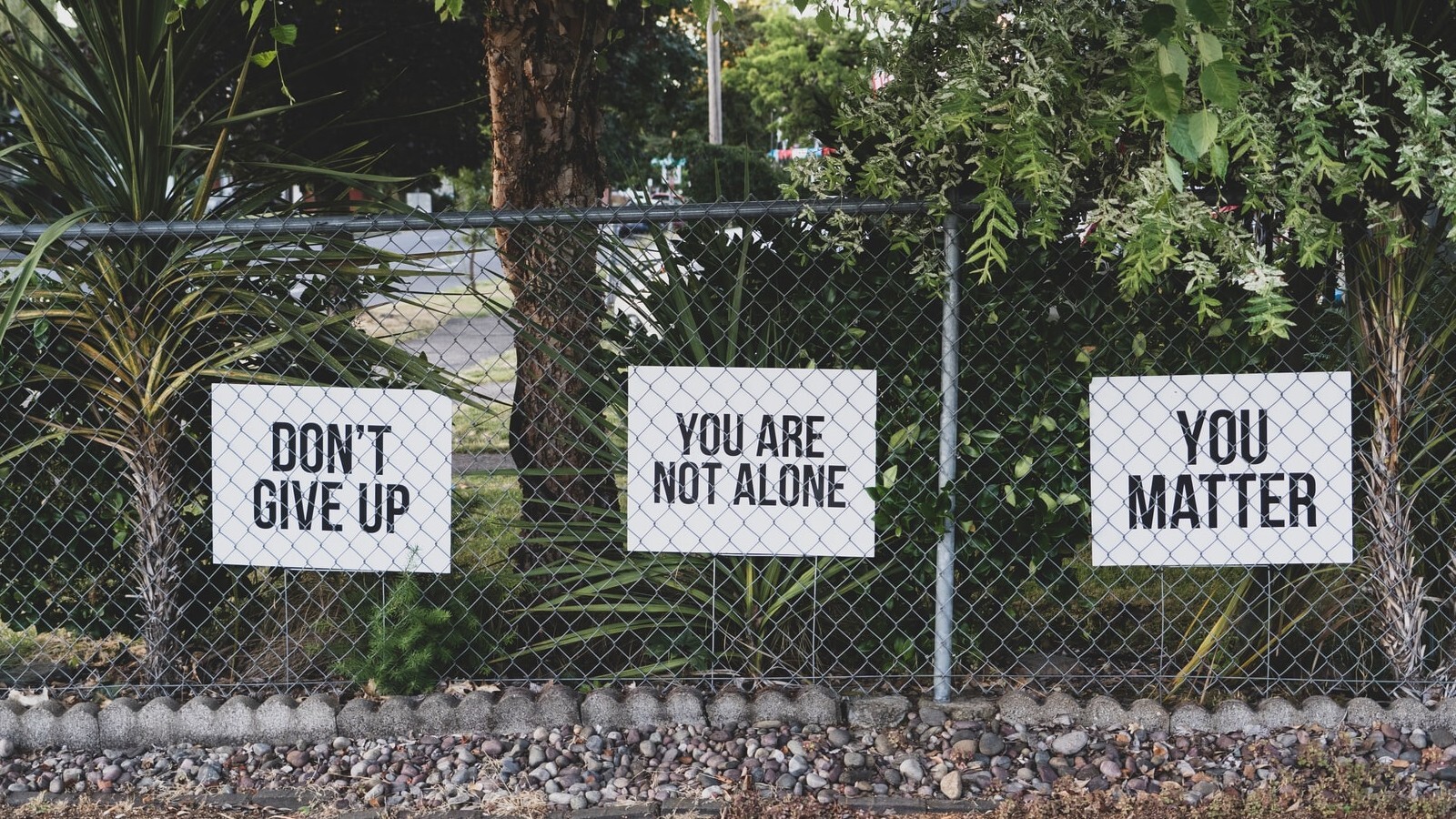 Suicide stock sponcon