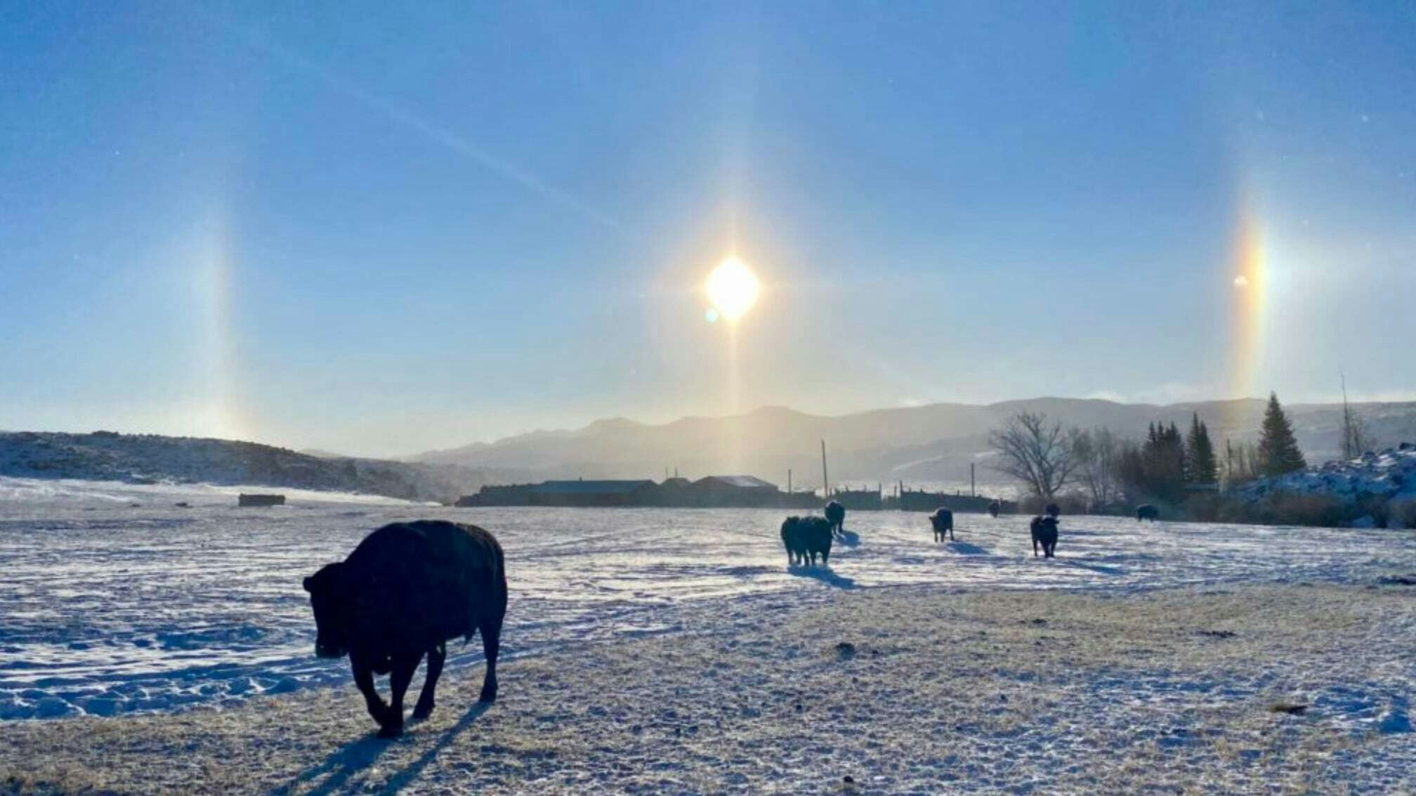 "Sun dogs and hungry bulls. -40 wind chill." Garrett, WY