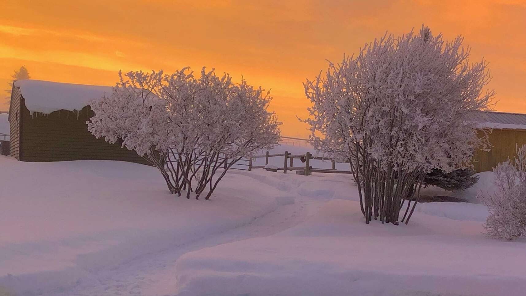 "The morning sky was a gorgeous peach sherbet with thick ropes of frost on the trees, awakening a chilly day ahead."