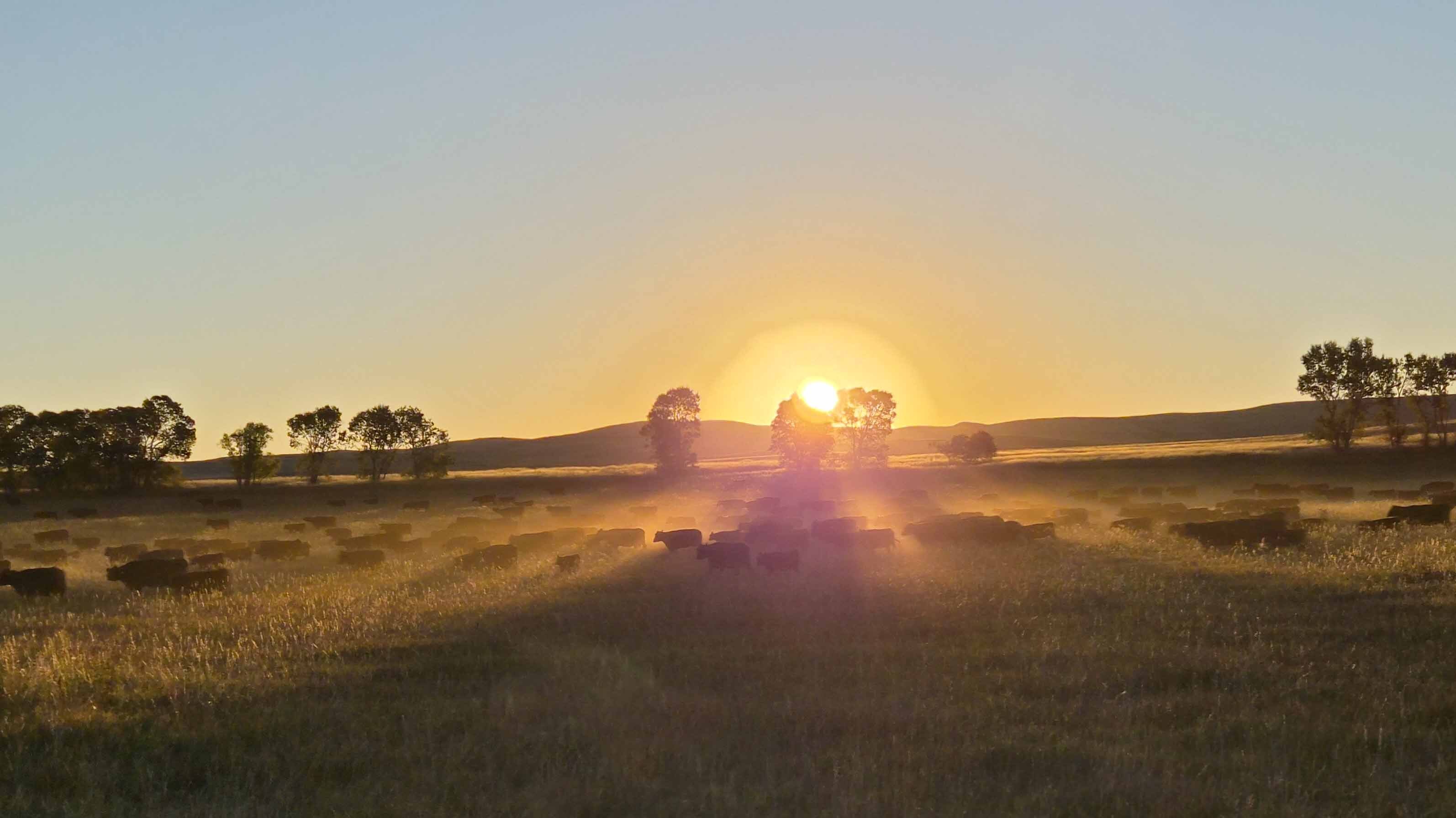 Today's Wyoming sunrise was captured by Doyl Fritz in Wolf, Wyoming. Doyl writes, "Boss said to be gathering cattle by sunup. Taken in the Wolf Creek valley near Wolf, WY."