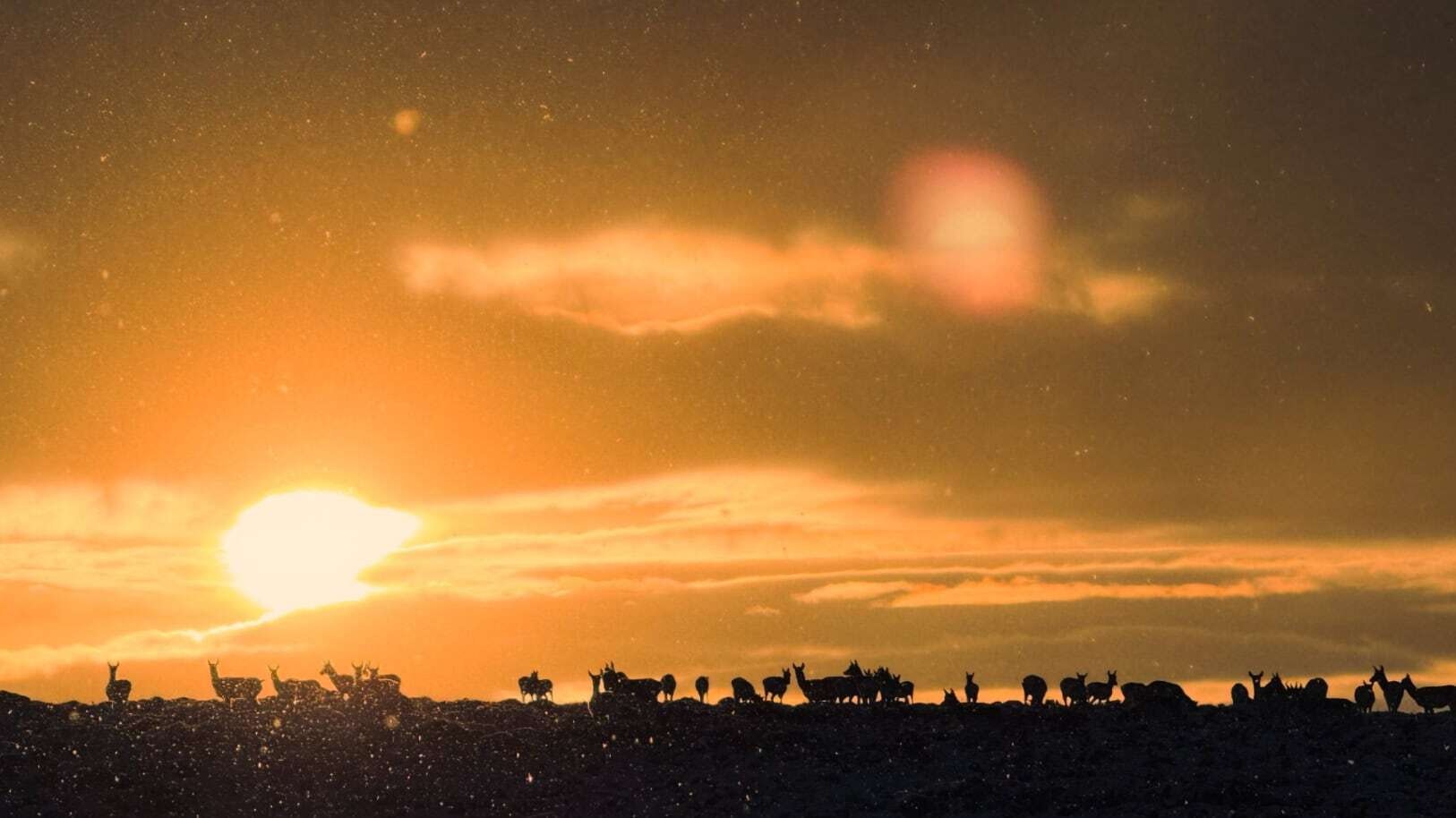 "Antelope taking in a chilly, snow-kissed sunrise peaking through the clouds on a ridge near Saratoga."